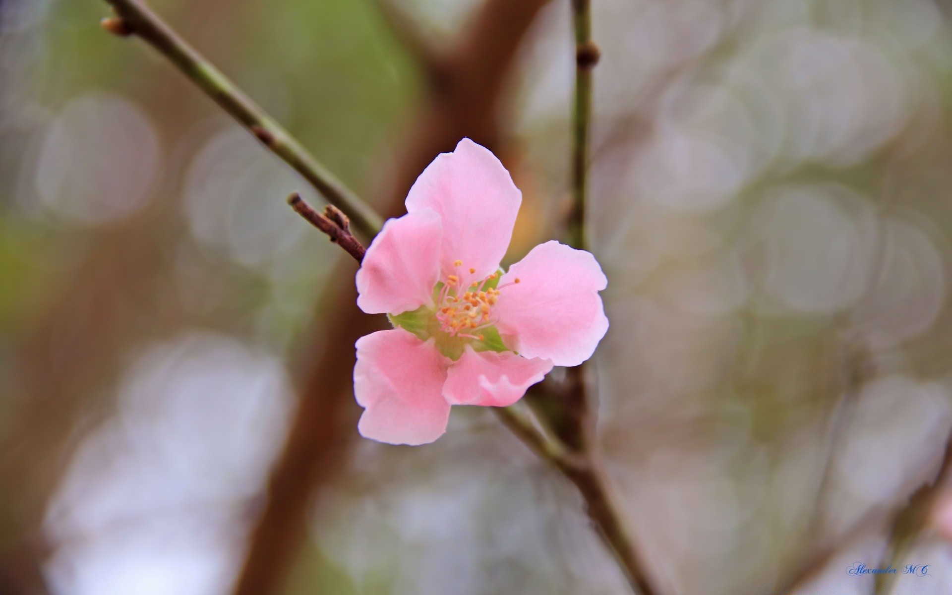 fleurs fleur nature flore feuille cerise branche arbre à l extérieur copain pétale croissance pêche tendre jardin floral bluming flou pomme