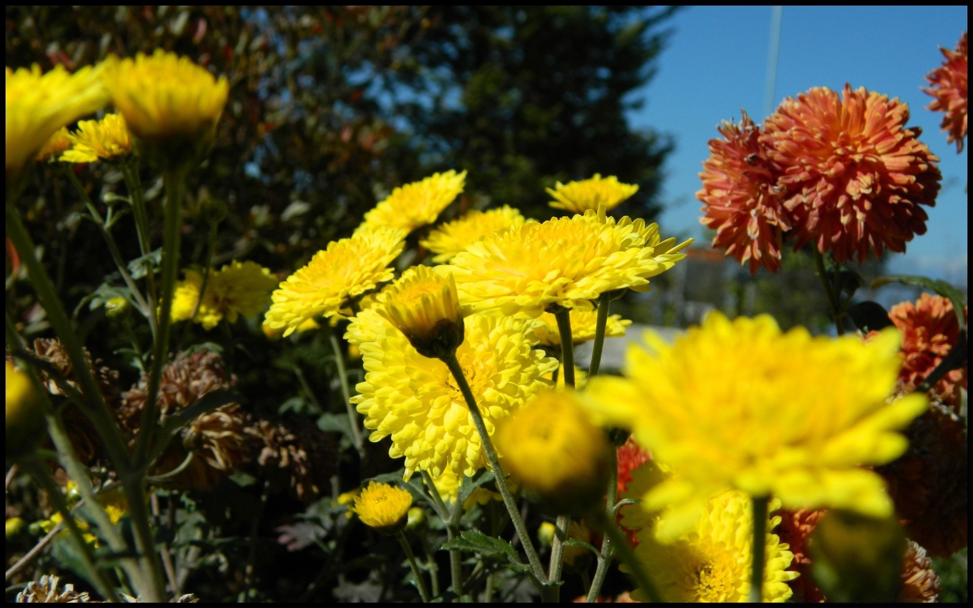 flowers flower nature flora garden blooming floral summer petal leaf field color season growth bright hayfield close-up outdoors park vibrant