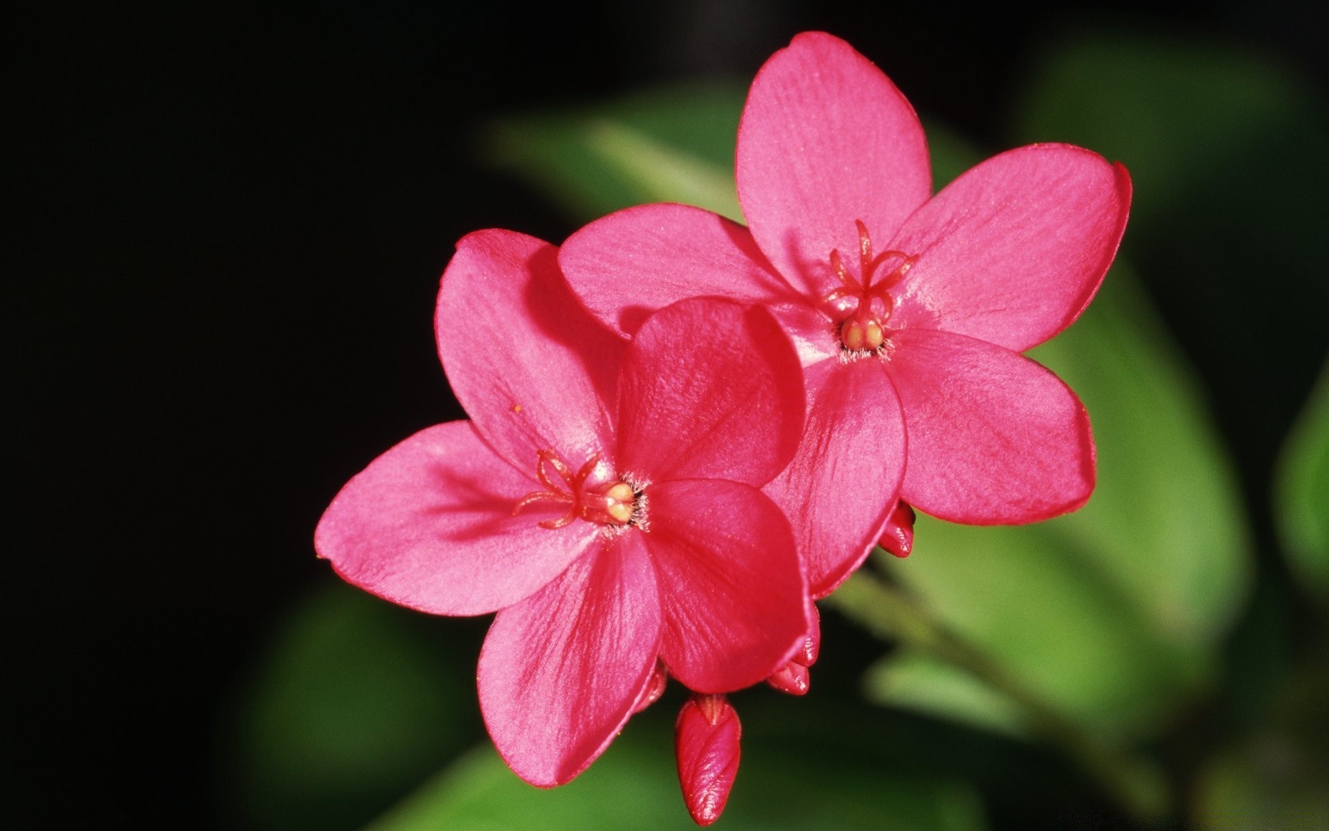 çiçekler çiçek doğa flora bahçe petal yaprak çiçeklenme yaz çiçek renk güzel narin büyüme parlak