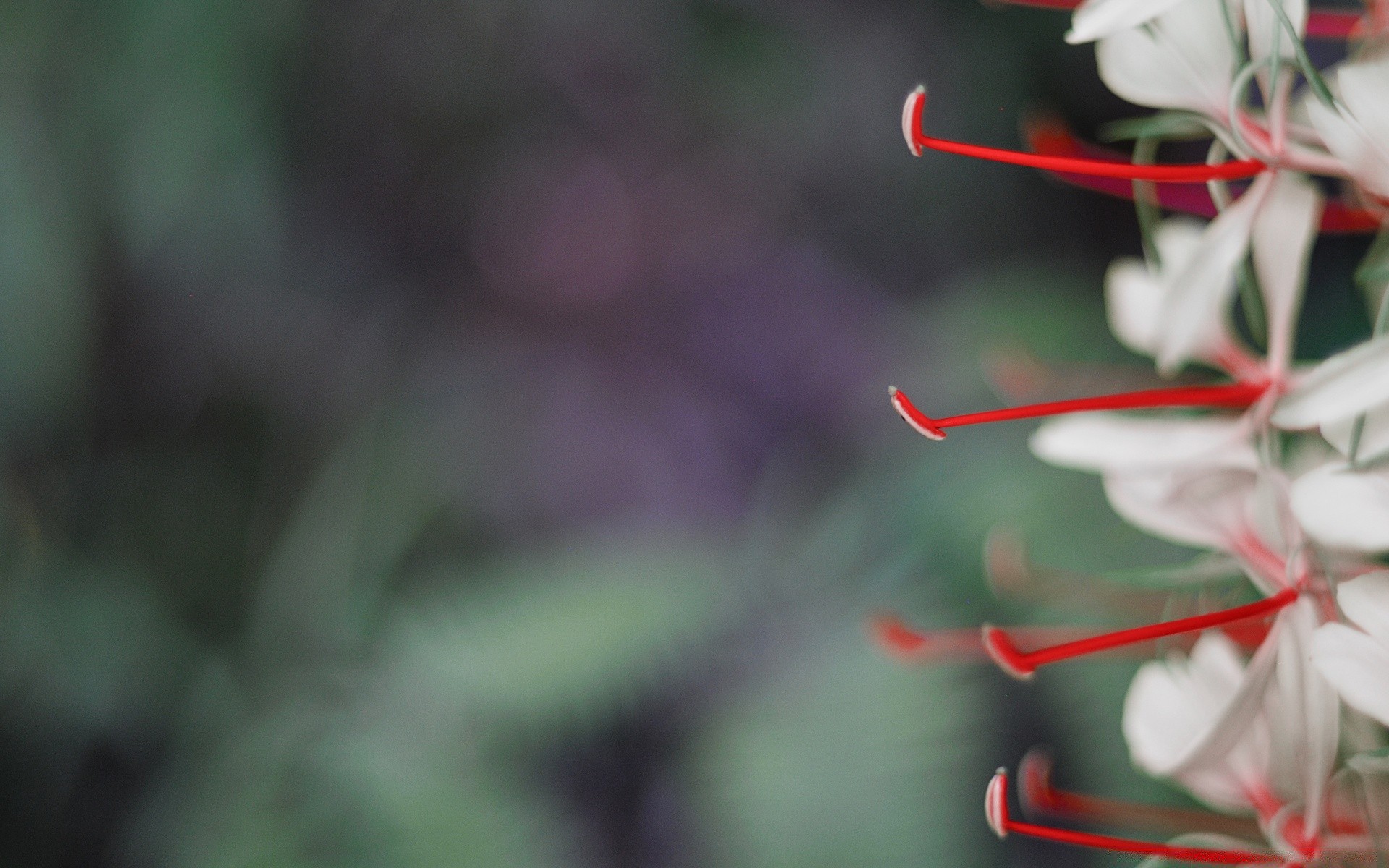 flowers flower nature flora garden leaf blur color summer outdoors close-up desktop growth decoration bright season park environment tree