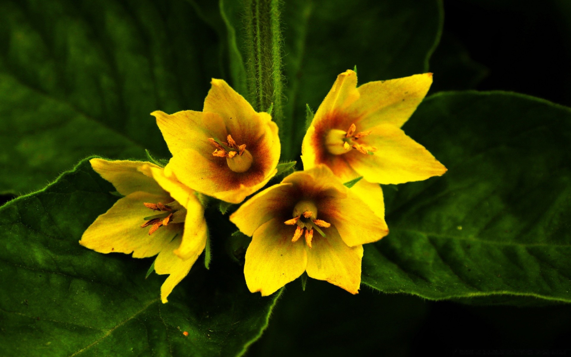 花 叶 自然 花 植物 花园 户外 颜色 花瓣 明亮 季节 盛开 花卉 特写 生长 夏天