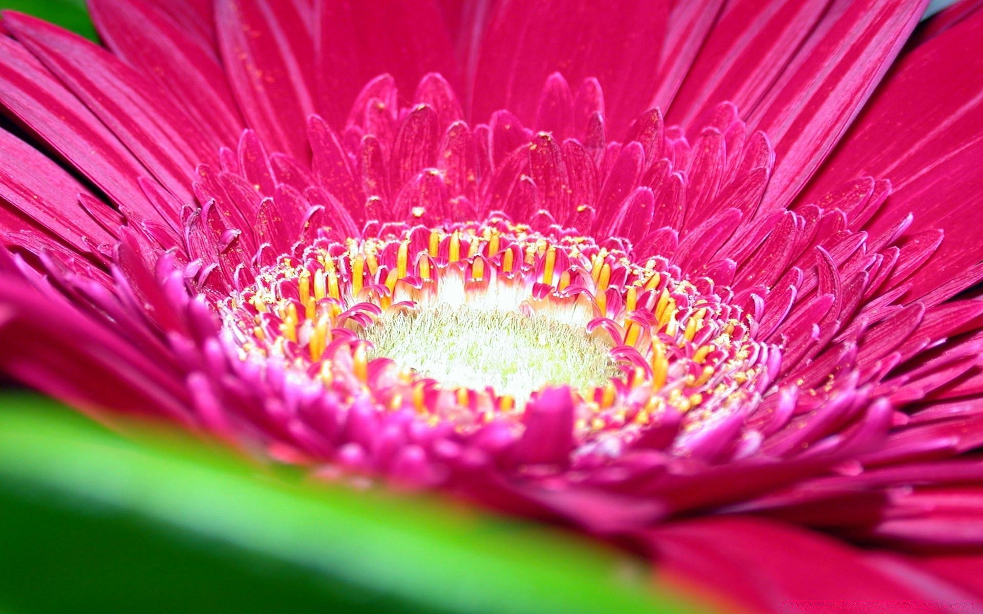 blumen blume flora natur hell schön sommer garten farbe blütenblatt blühen blumen schließen blatt desktop pollen botanisch dekoration ein gerbera