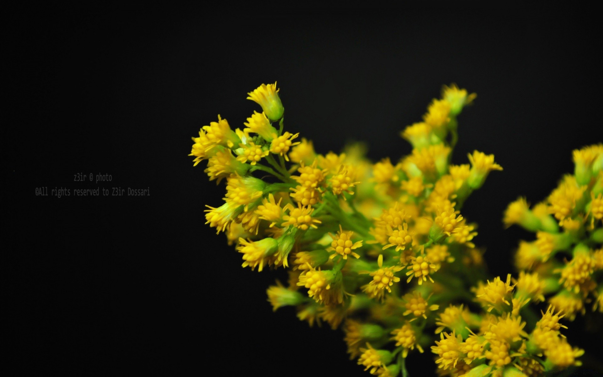 blumen natur blume blatt flora baum im freien sommer wachstum hell