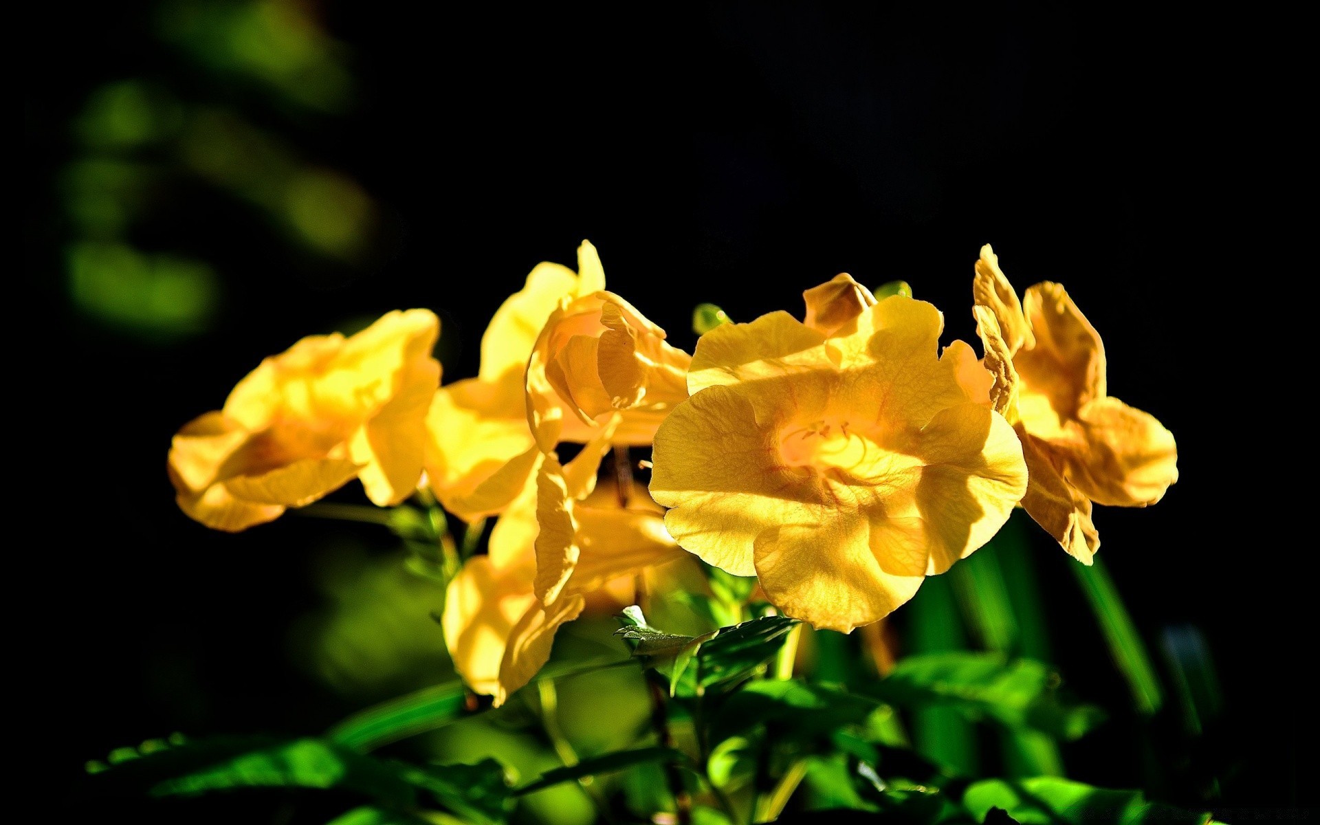 flowers nature flower flora leaf garden color floral bright summer petal blooming growth season beautiful daffodil close-up outdoors tropical