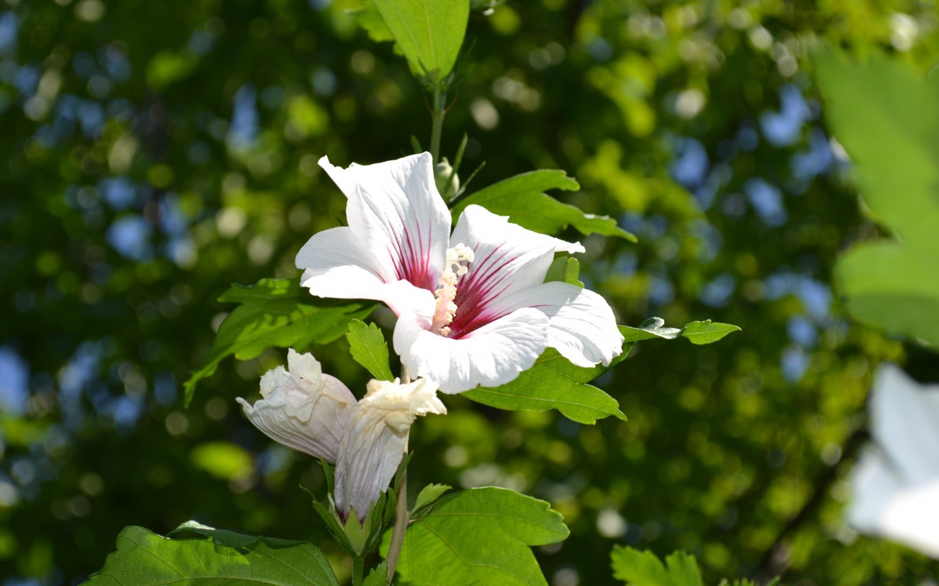 flowers flora leaf flower nature garden summer tree floral blooming close-up bright color growth petal outdoors park beautiful environment branch