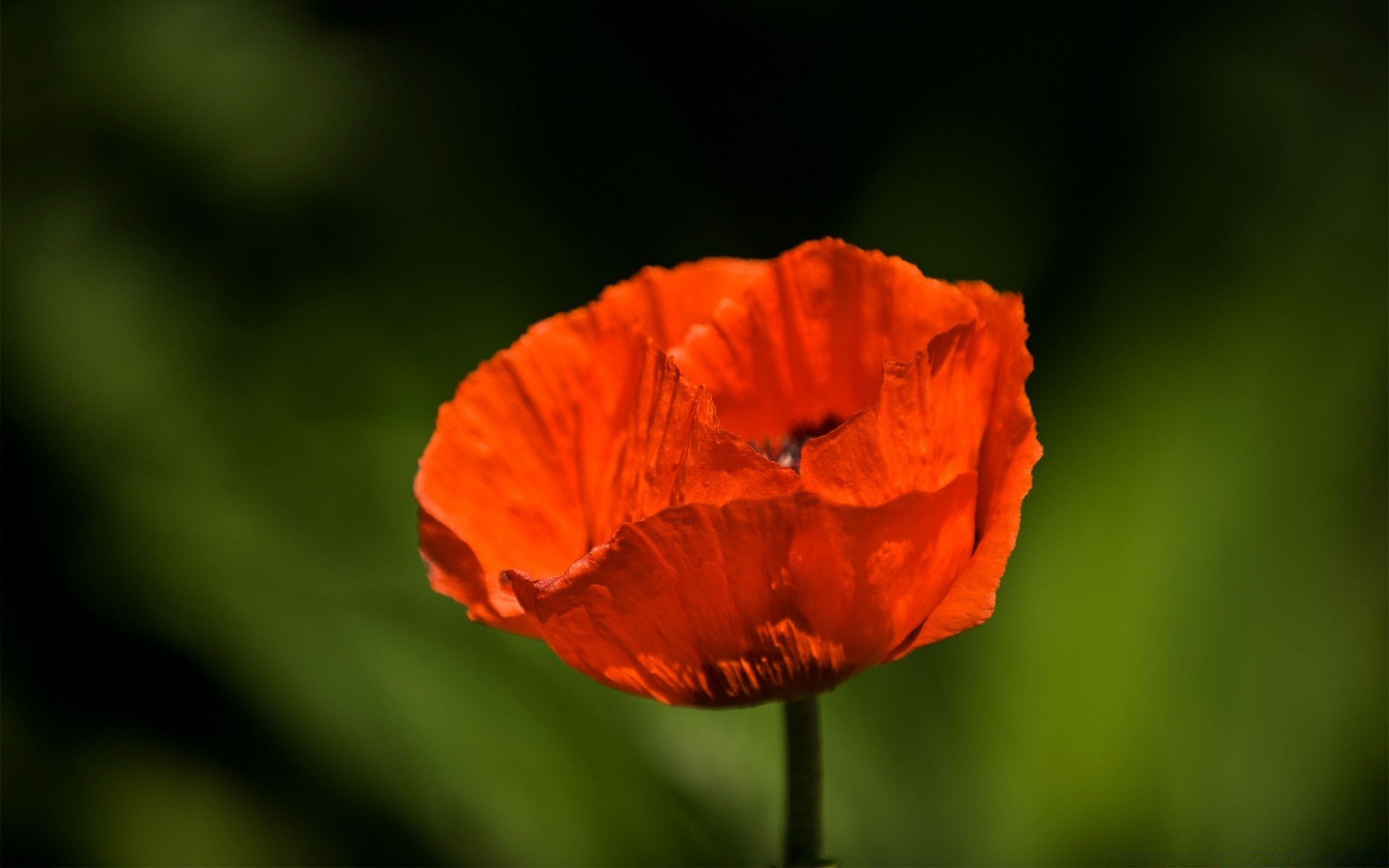 flores natureza flor poppy verão flora folha cor brilhante jardim ao ar livre pétala