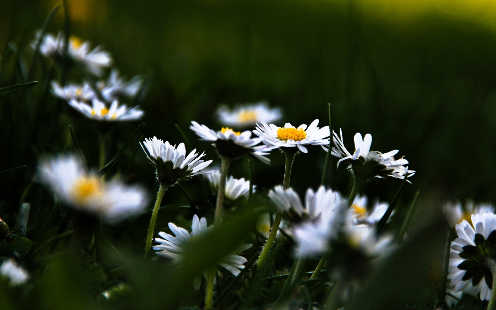 fiori fiore natura flora erba campo giardino fieno estate foglia crescita floreale all aperto fioritura petalo bel tempo sole luminoso selvaggio stagione