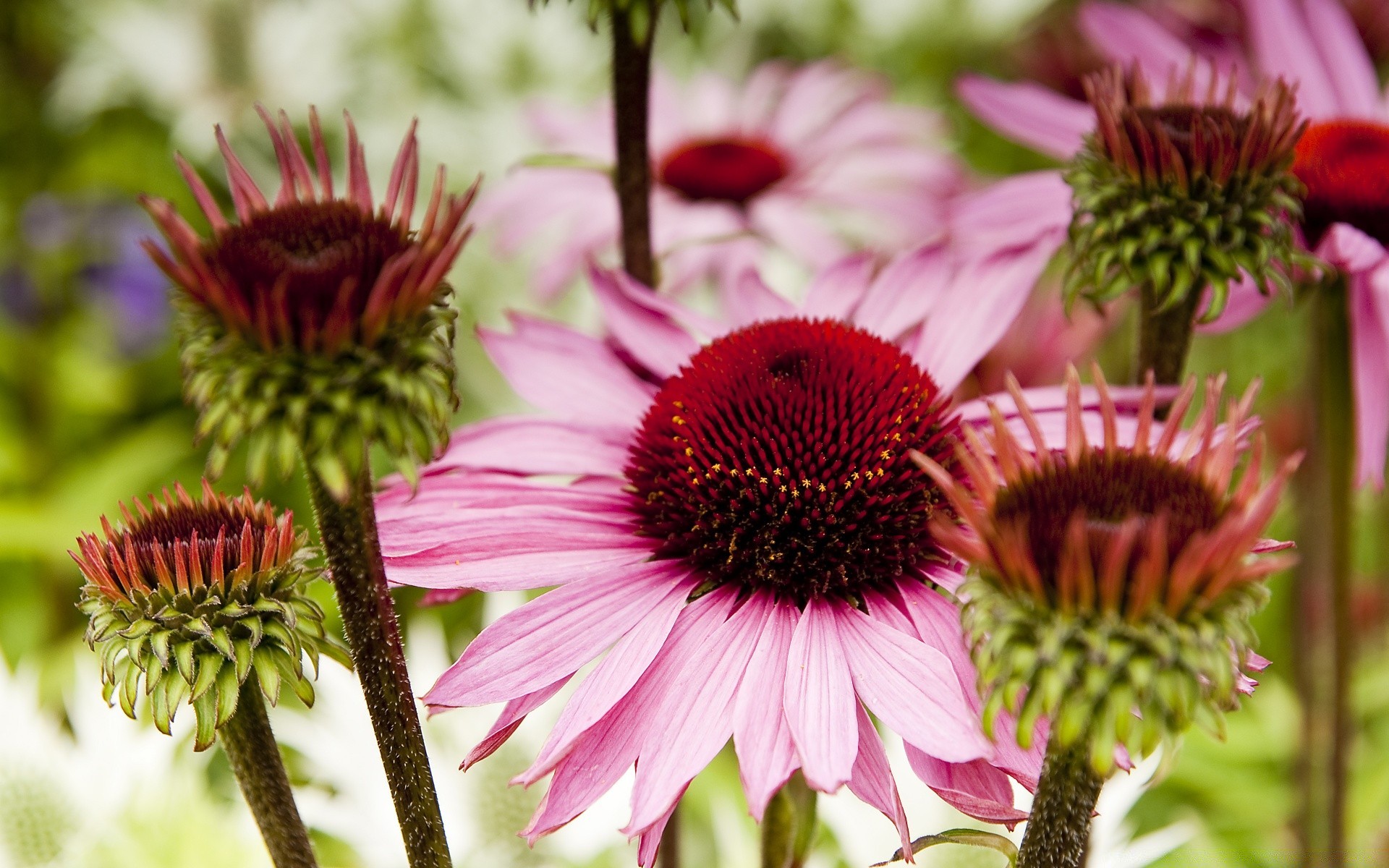 kwiaty natura kwiat flora ogród lato bluming liść kwiatowy zbliżenie botaniczny na zewnątrz płatek kolor bylina echinacea piękny