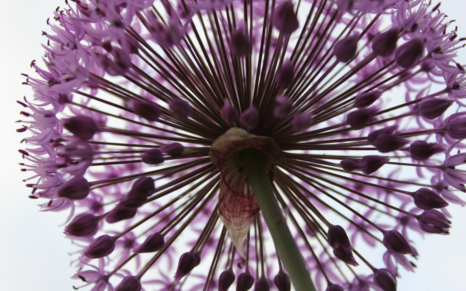 çiçekler flora çiçek doğa yaz tıp biyoloji yaprak tohum yakın çekim sezon renk çiçek vahşi