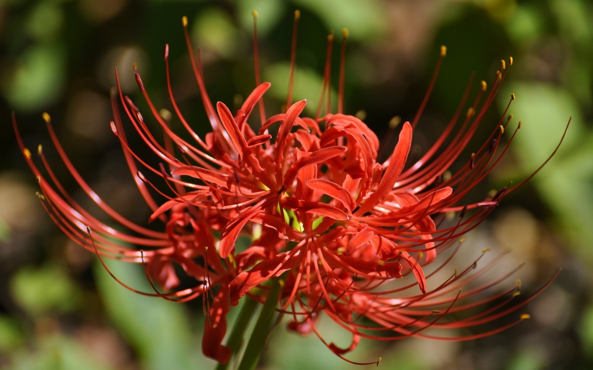 flores natureza flora folha jardim flor cor close-up ao ar livre árvore