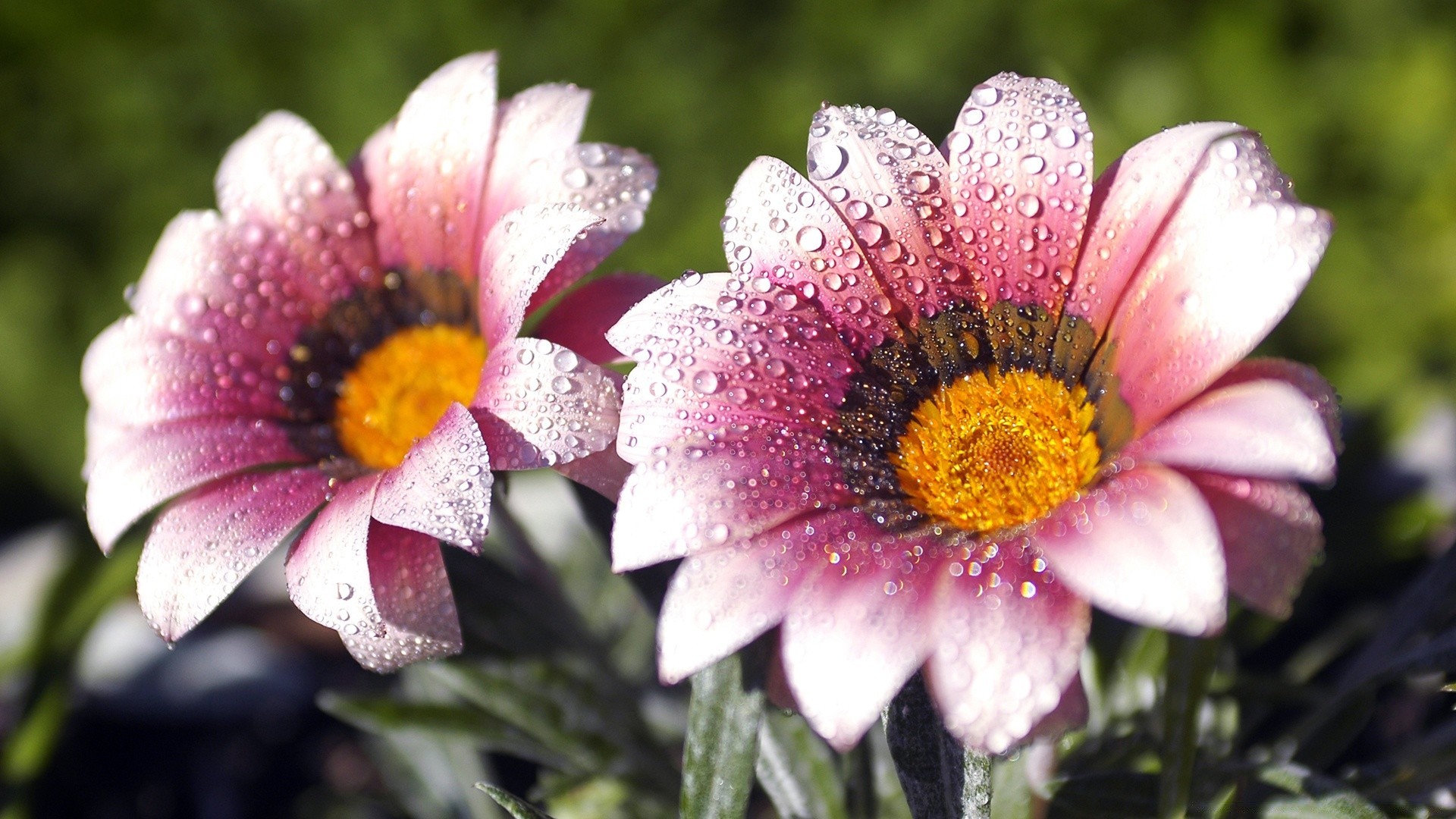 çiçekler çiçek doğa flora bahçe yaz çiçek petal çiçeklenme renk yaprak parlak sezon yakın çekim güzel botanik alan buket büyüme