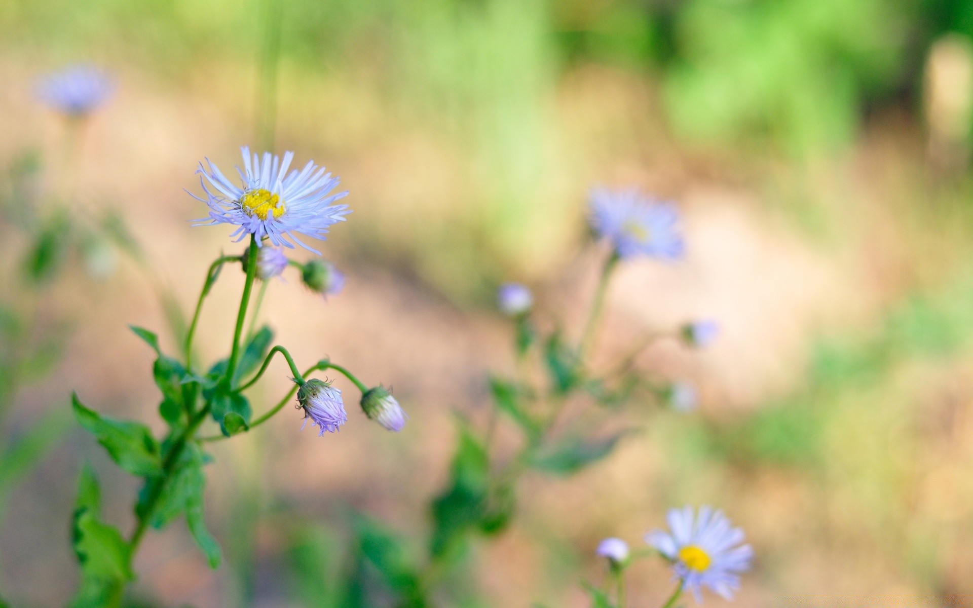 çiçekler çiçek doğa flora yaz yaprak bahçe açık havada alan çimen büyüme bulanıklık saman vahşi petal kır çiçeği renk güzel hava yakın çekim parlak