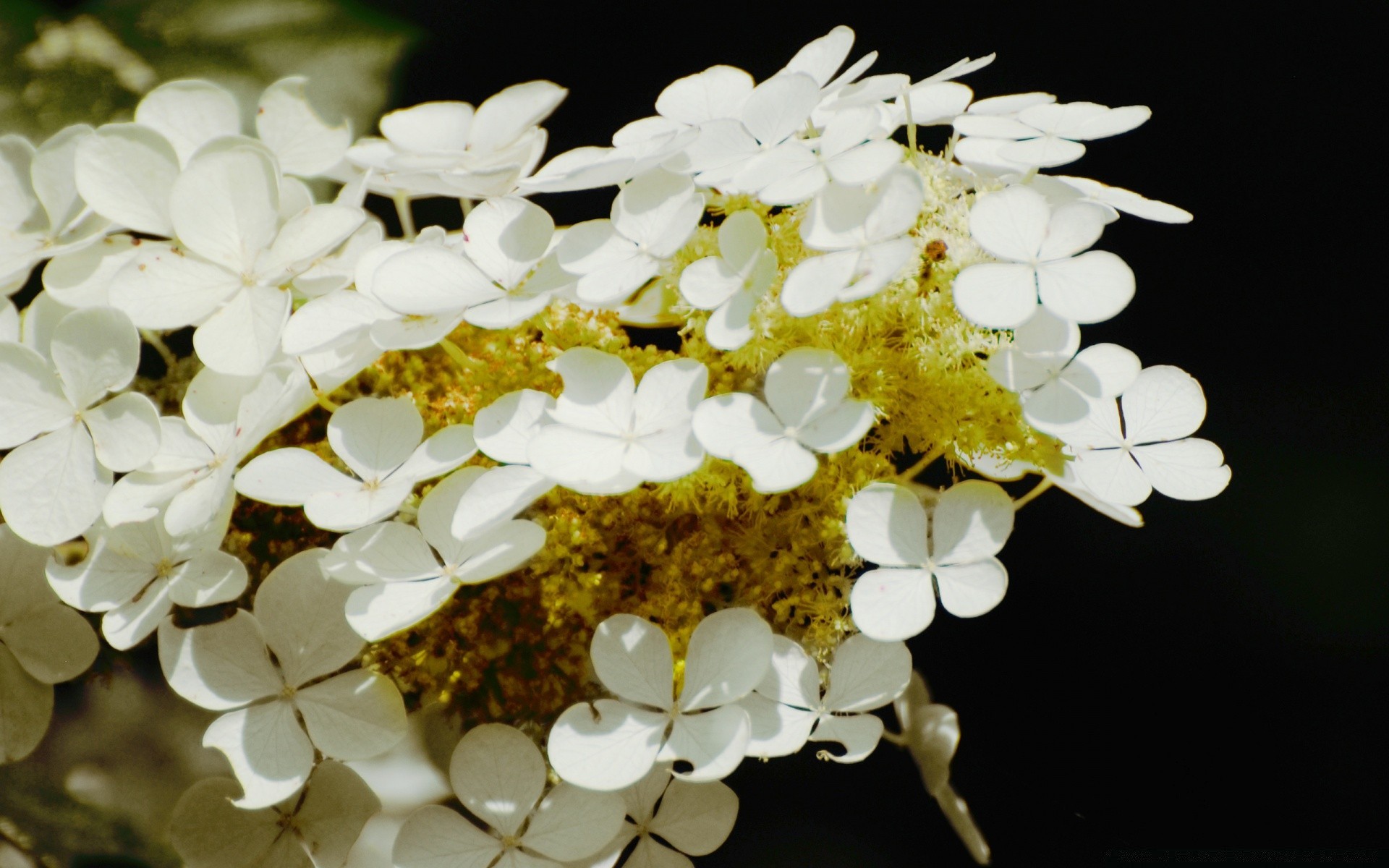 çiçekler doğa flora çiçek şube yakın çekim renk yaprak parlak güzel bahçe masaüstü sezon yaz çiçek çiçeklenme ağaç