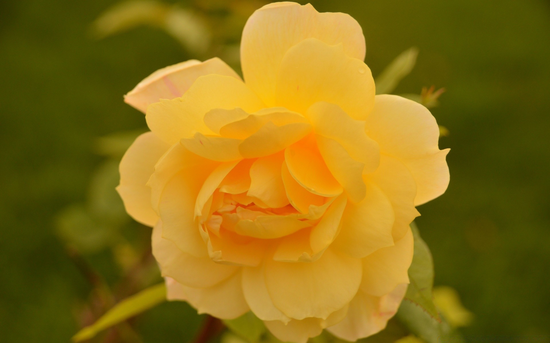 花 自然 花 叶 植物 玫瑰 夏天 花园 盛开 花瓣 花 颜色 明亮 户外 美丽