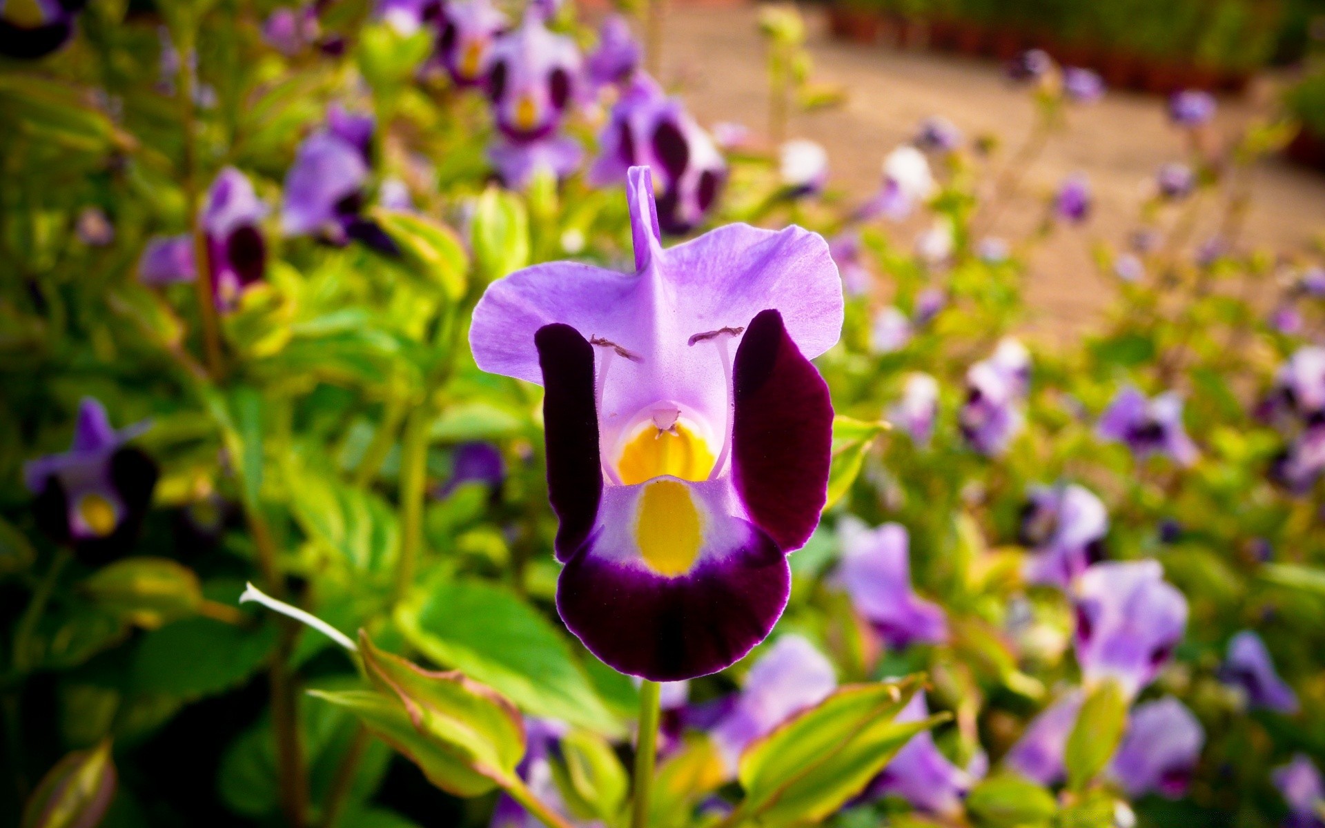 fiori fiore natura flora foglia giardino estate all aperto fioritura viola floreale colore luminoso petalo crescita bel tempo