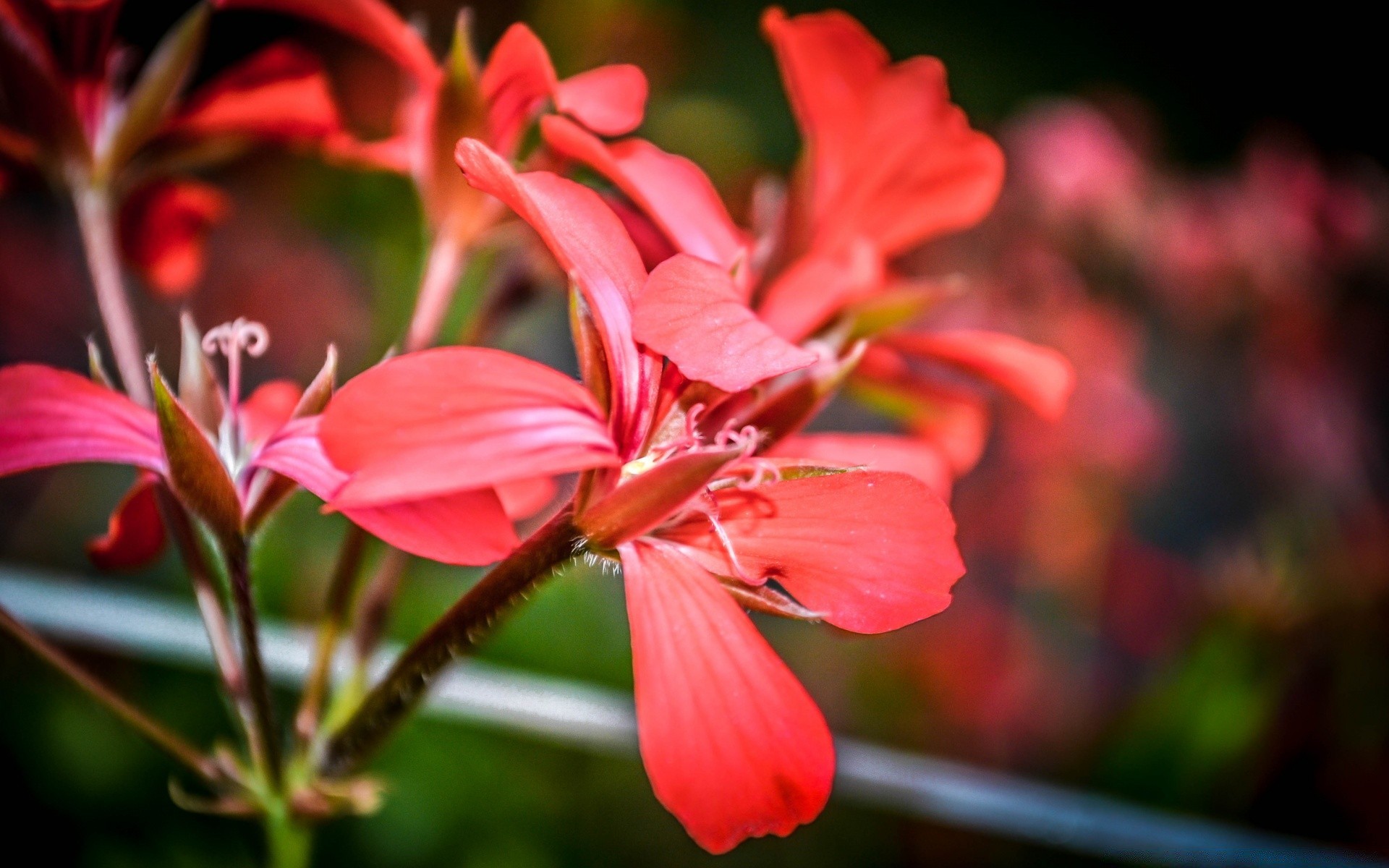 çiçekler doğa çiçek flora bahçe yaprak yaz petal açık havada çiçek açan parlak çiçek büyüme renk