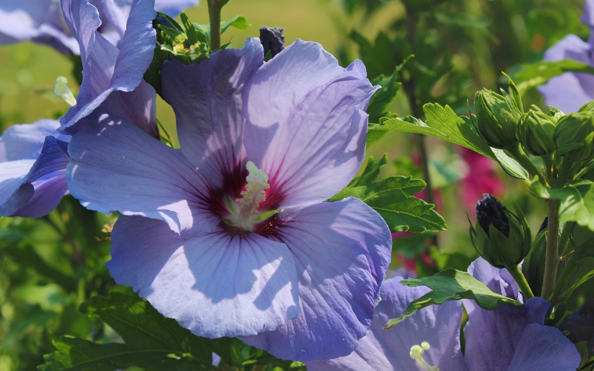 çiçekler çiçek flora doğa yaprak bahçe yaz çiçek açan açık havada çiçek petal büyüme renk parlak saman otu