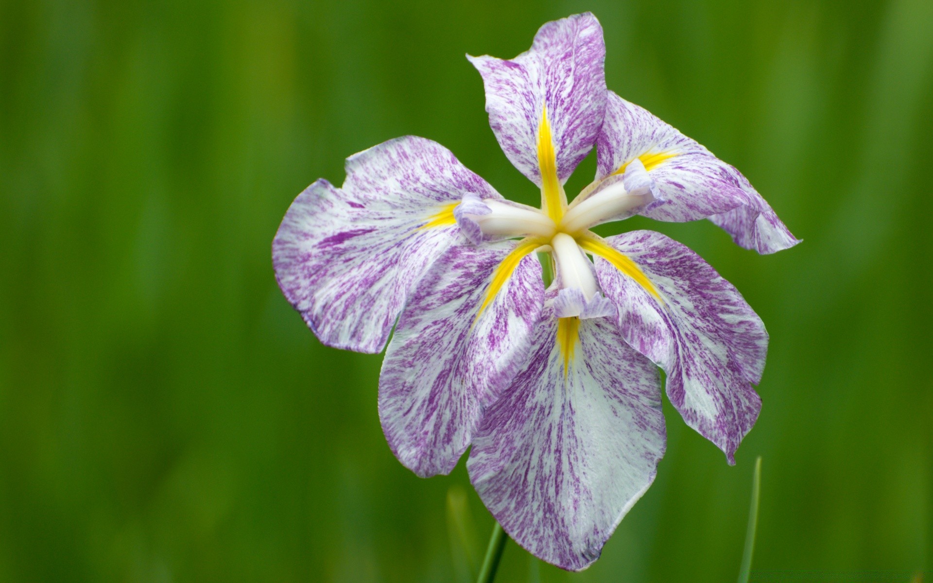 blumen natur flora blume garten sommer schließen blühen hell blumen wachstum blatt blütenblatt im freien farbe