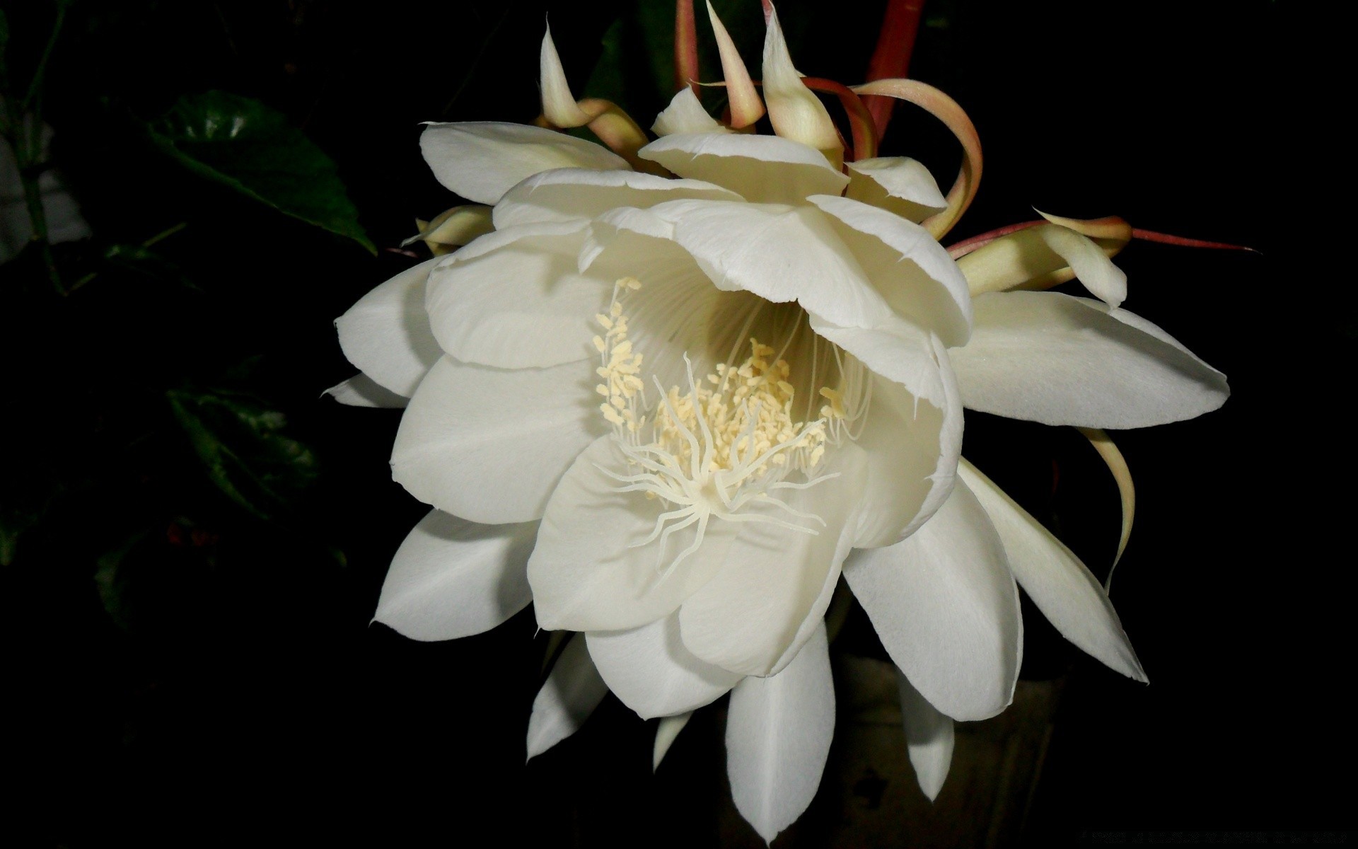 fleurs fleur flore bluming feuille belle nature pétale floral exotique jardin tropical lily gros plan été couleur romantique