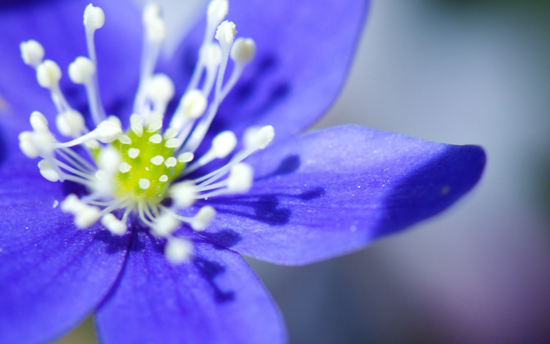 flowers flower nature blur flora petal dof summer leaf garden bright blooming light