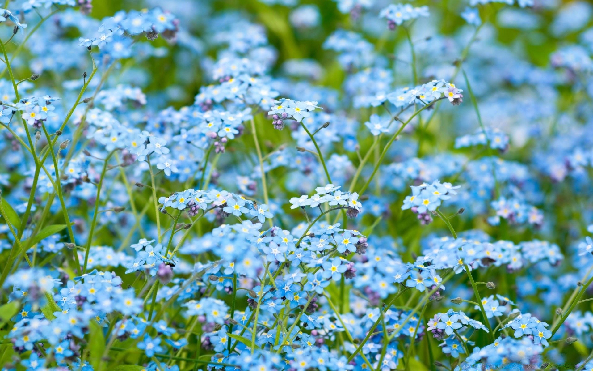 flowers flower nature flora leaf summer outdoors growth grass environment garden wild hayfield season freshness field petal wildflower