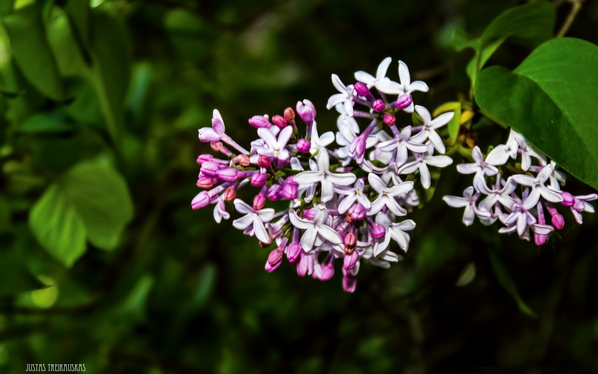 flowers flower flora nature floral leaf garden petal blooming beautiful summer season color decoration bright close-up tree growth