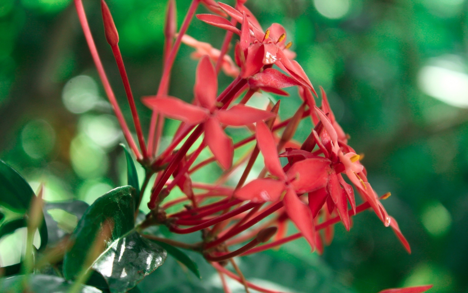 kwiaty natura flora liść kwiat tropikalny ogród lato na zewnątrz kolor jasne drzewo zbliżenie