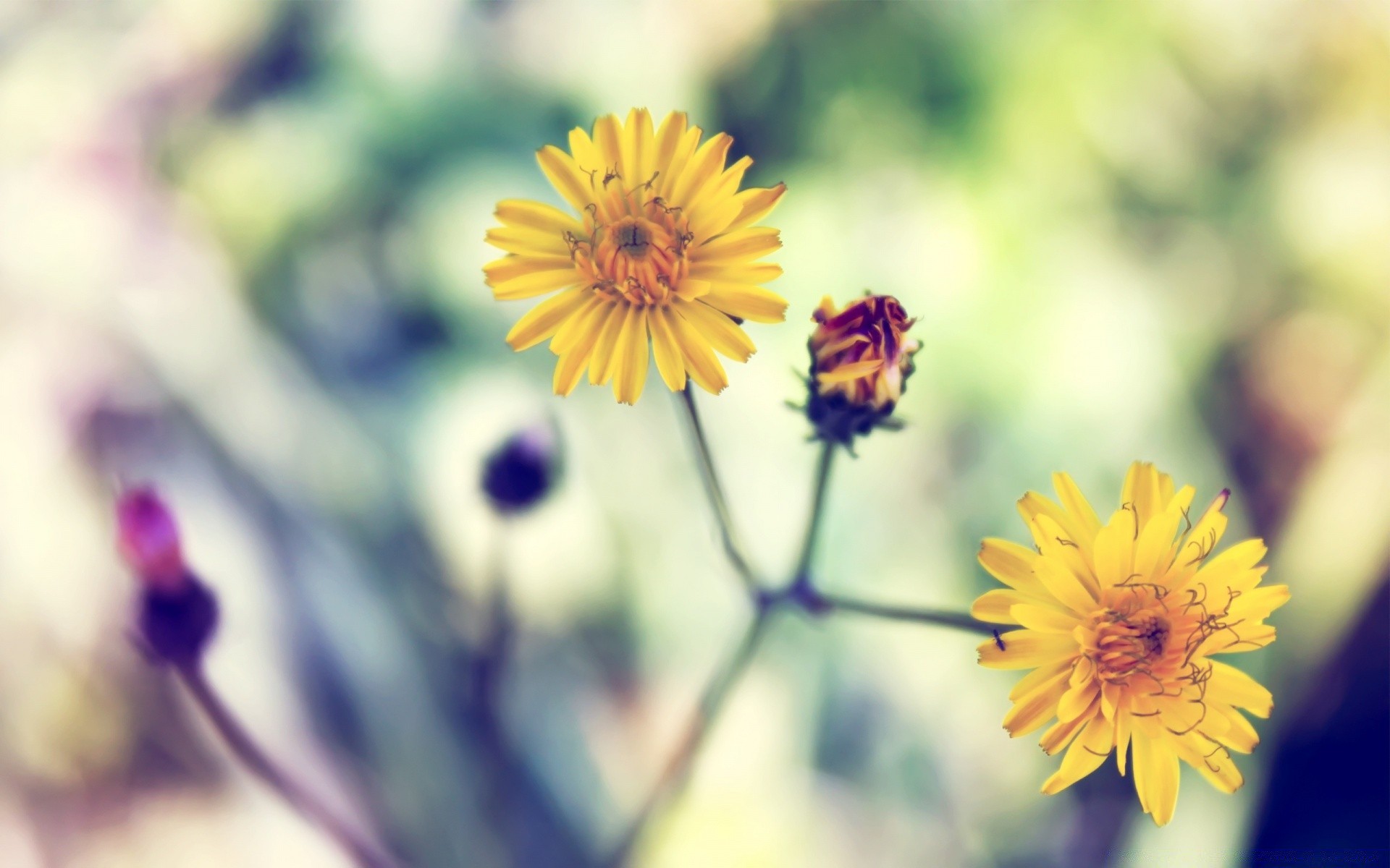 flowers flower nature blur summer flora garden bright outdoors insect leaf petal color