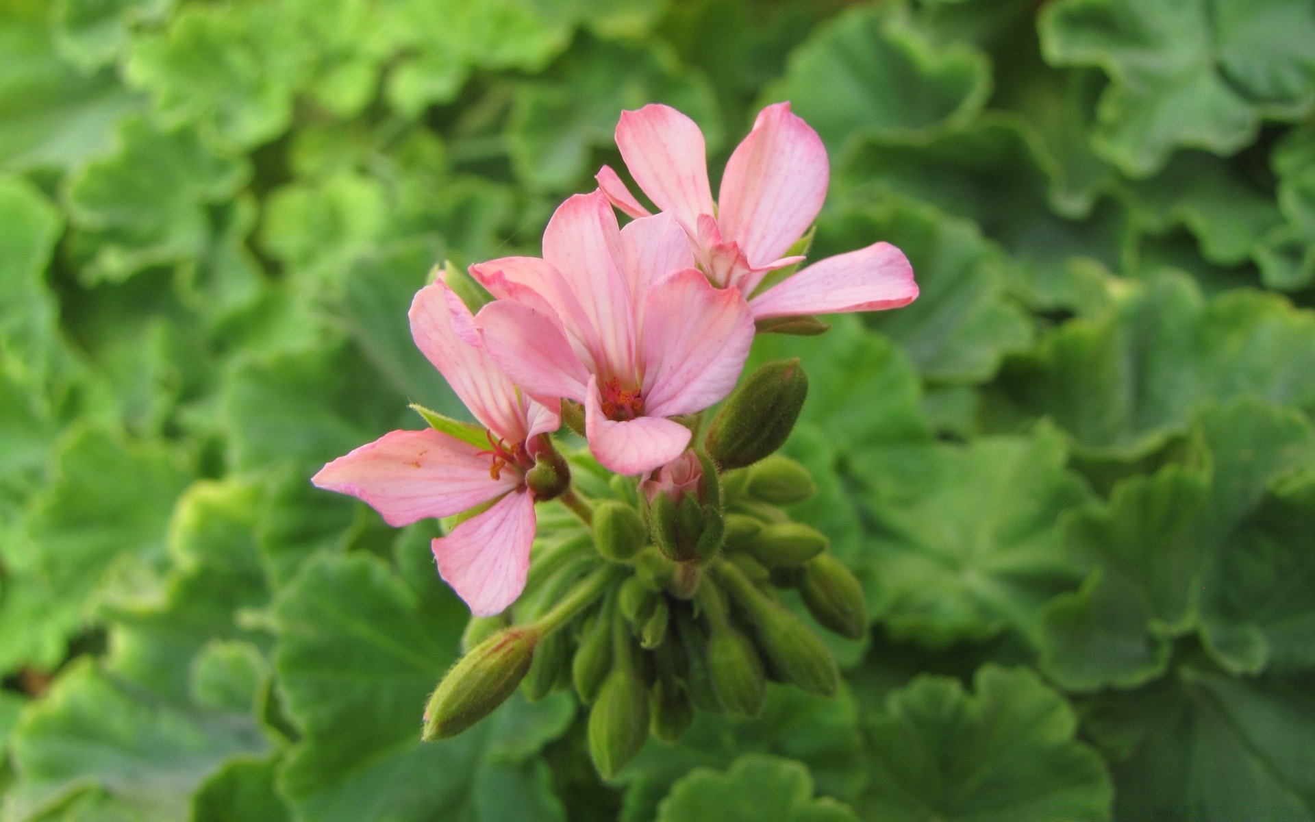 kwiaty natura flora kwiat liść ogród lato zbliżenie bluming kwiatowy na zewnątrz płatek wzrost kolor