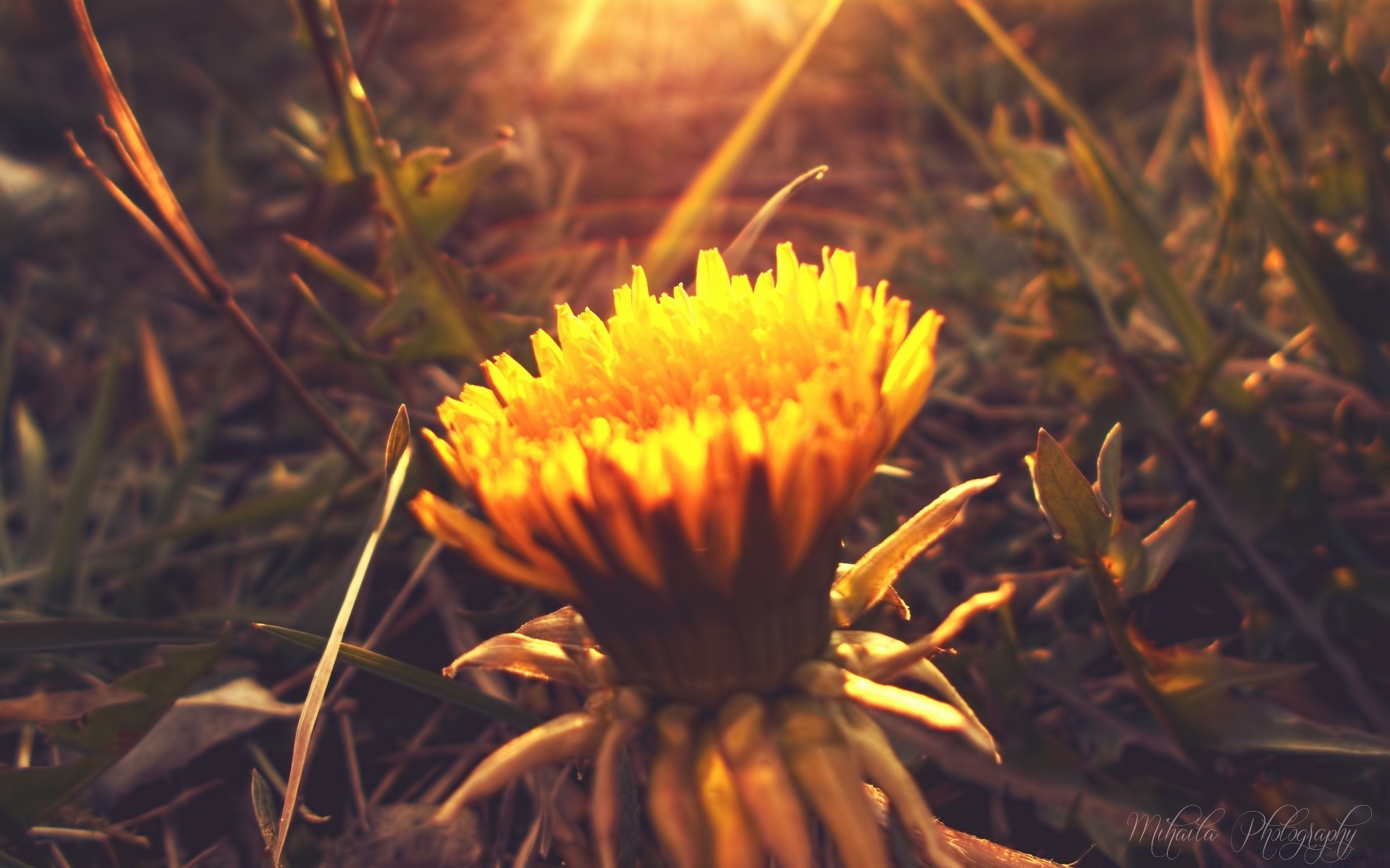 flowers flower nature flora garden outdoors leaf grass close-up blooming light environment fall color