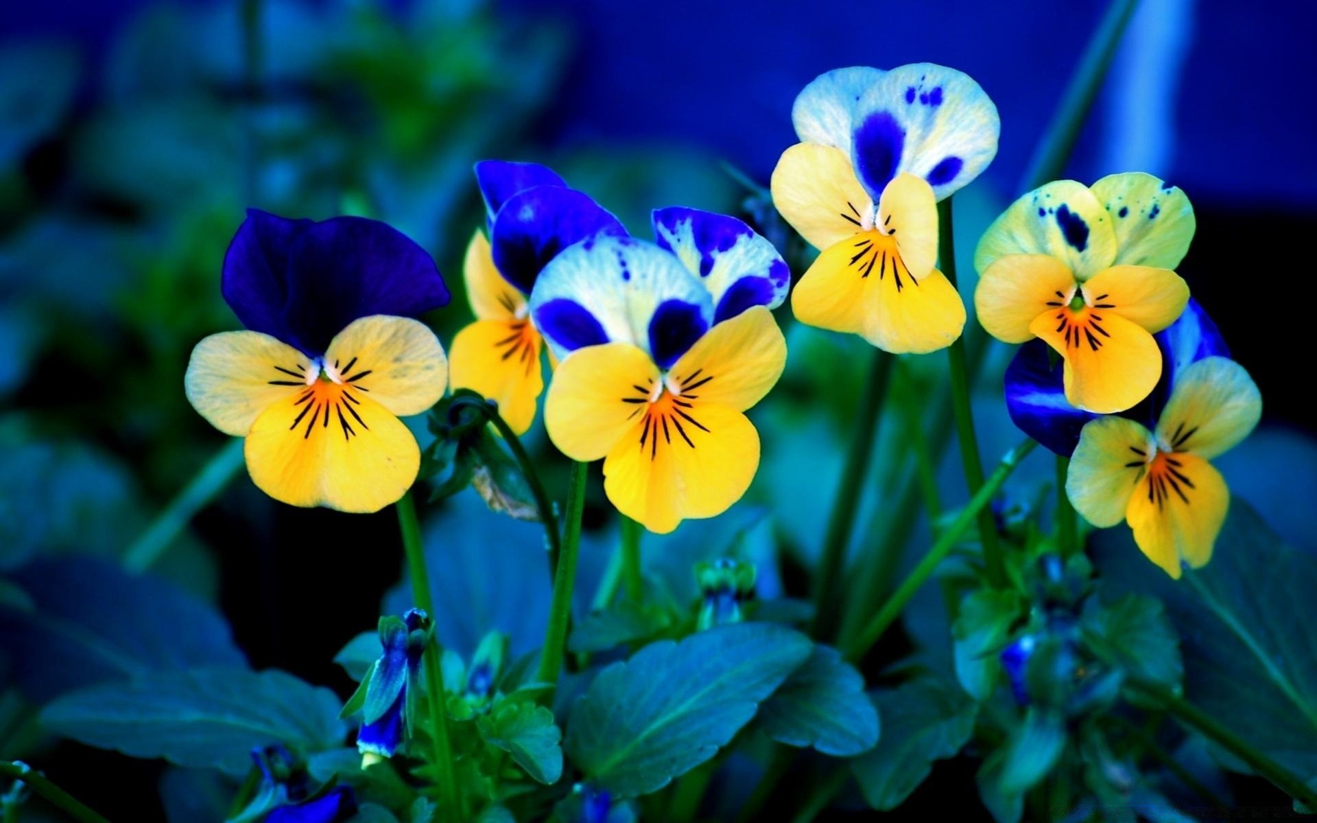 kwiaty kwiat bratek kwiatowy liść natura ogród bluming flora viola violet płatek kolor