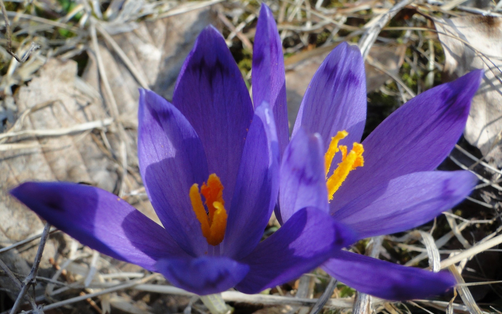 fleurs nature fleur crocus flore feuille à l extérieur jardin bluming pétale herbe été floral gros plan couleur saison belle lumineux parc sauvage