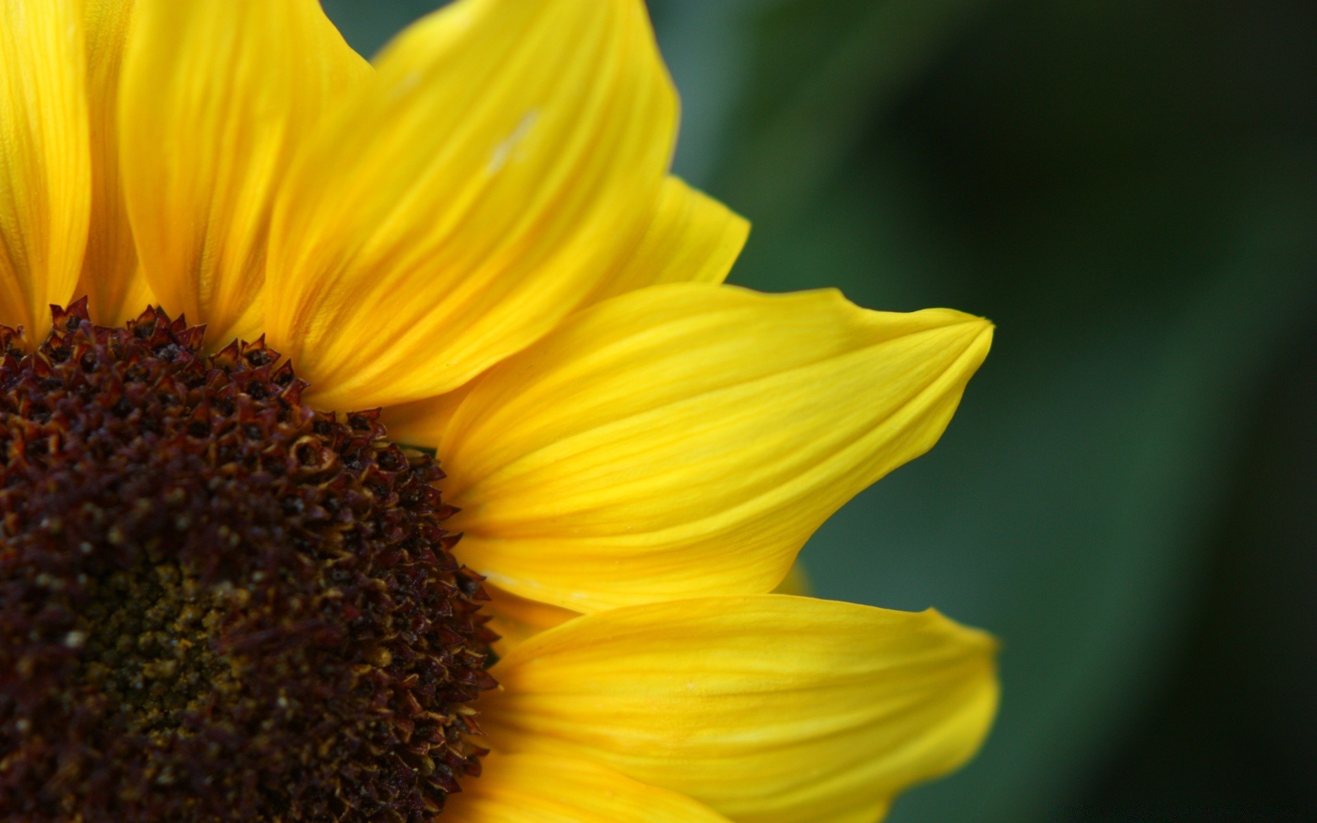 fleurs nature flore fleur été tournesol lumineux feuille jardin croissance couleur pollen belle gros plan pétale