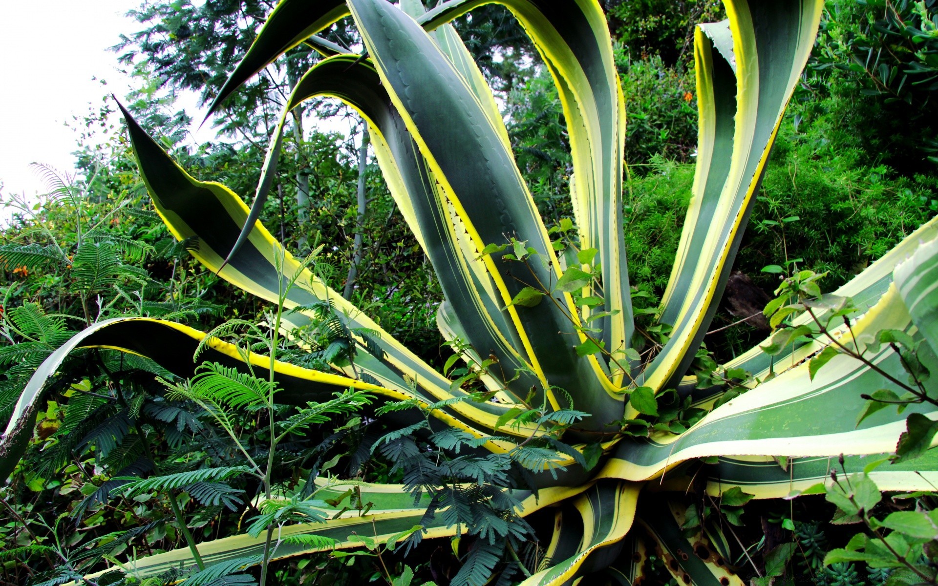 花 植物 叶 自然 生长 树 户外 花园 夏天 仙人掌 热带 多汁 农业 环境 植物学 颜色 果壳