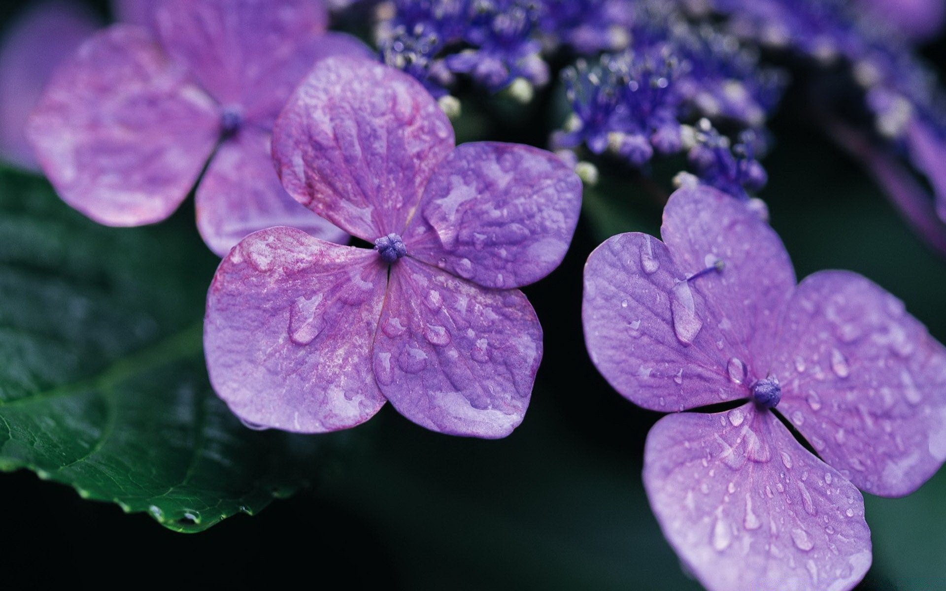 flores flor naturaleza flora jardín pétalo floración verano hoja crecimiento hermoso floral color primer plano violeta al aire libre delicado