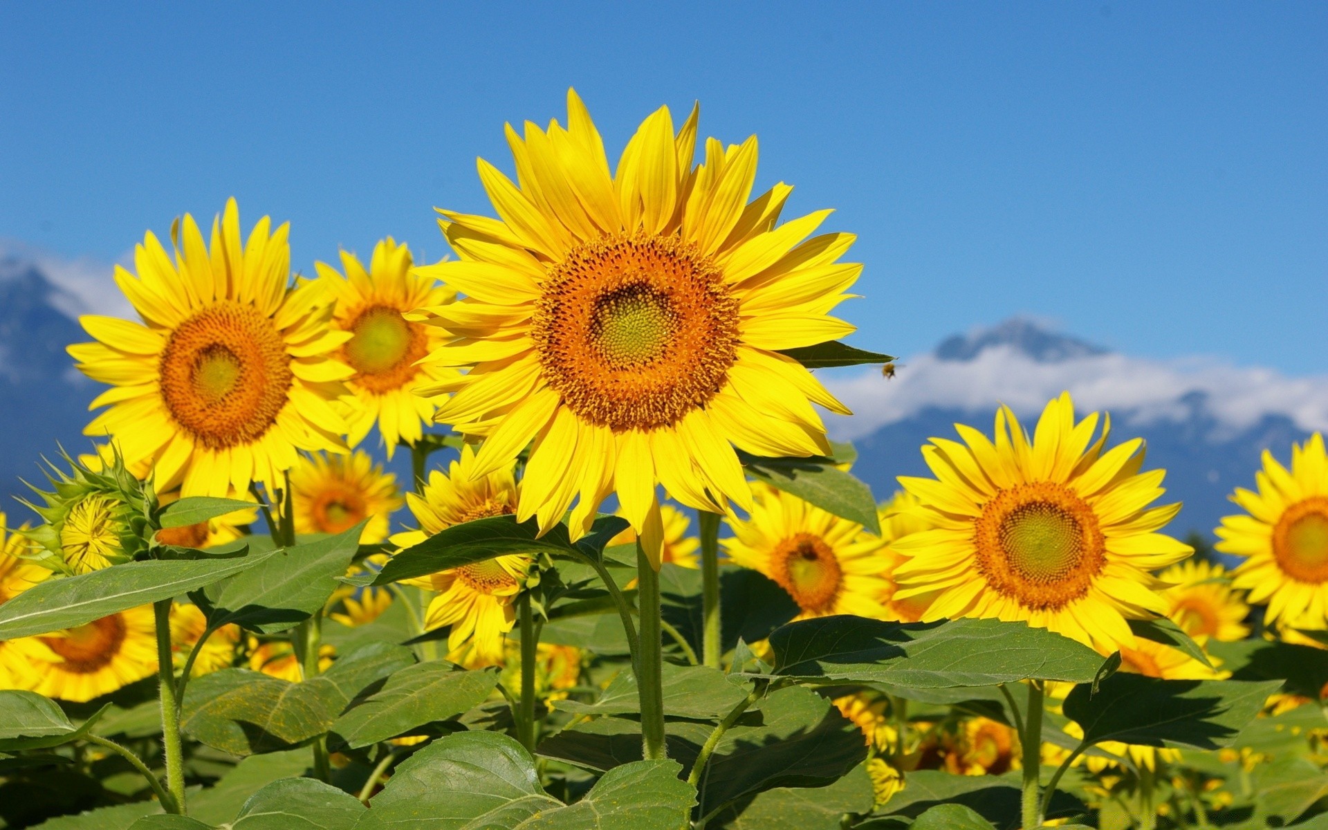 fleurs tournesol nature été flore fleur soleil champ croissance feuille lumineux beau temps ensoleillé rural pétale foin floral graines jardin lumineux