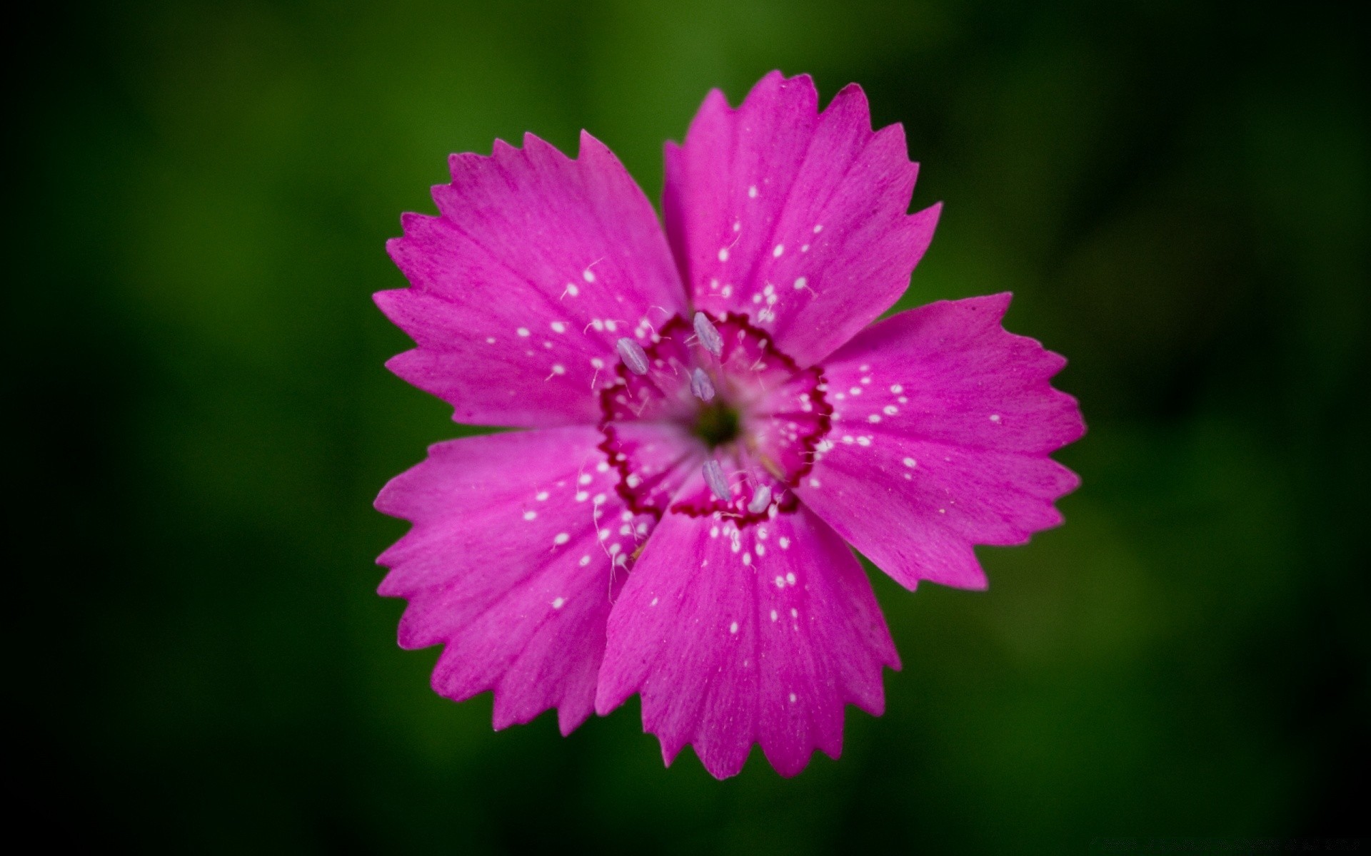 fiori natura fiore flora estate foglia luminoso floreale petalo fiore