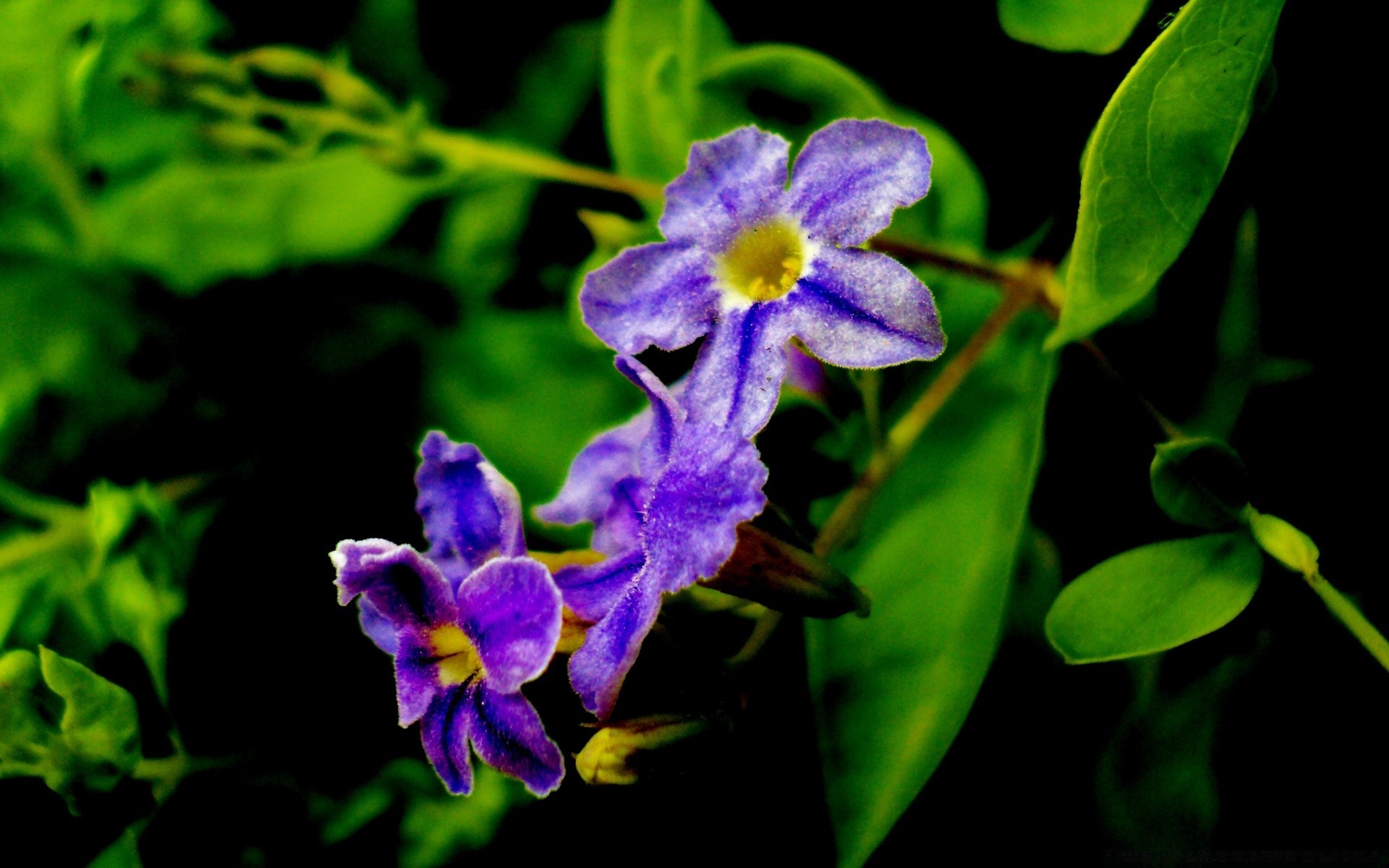 fiori natura fiore flora giardino foglia fiore petalo floreale estate crescita violet colore close-up tropicale all aperto