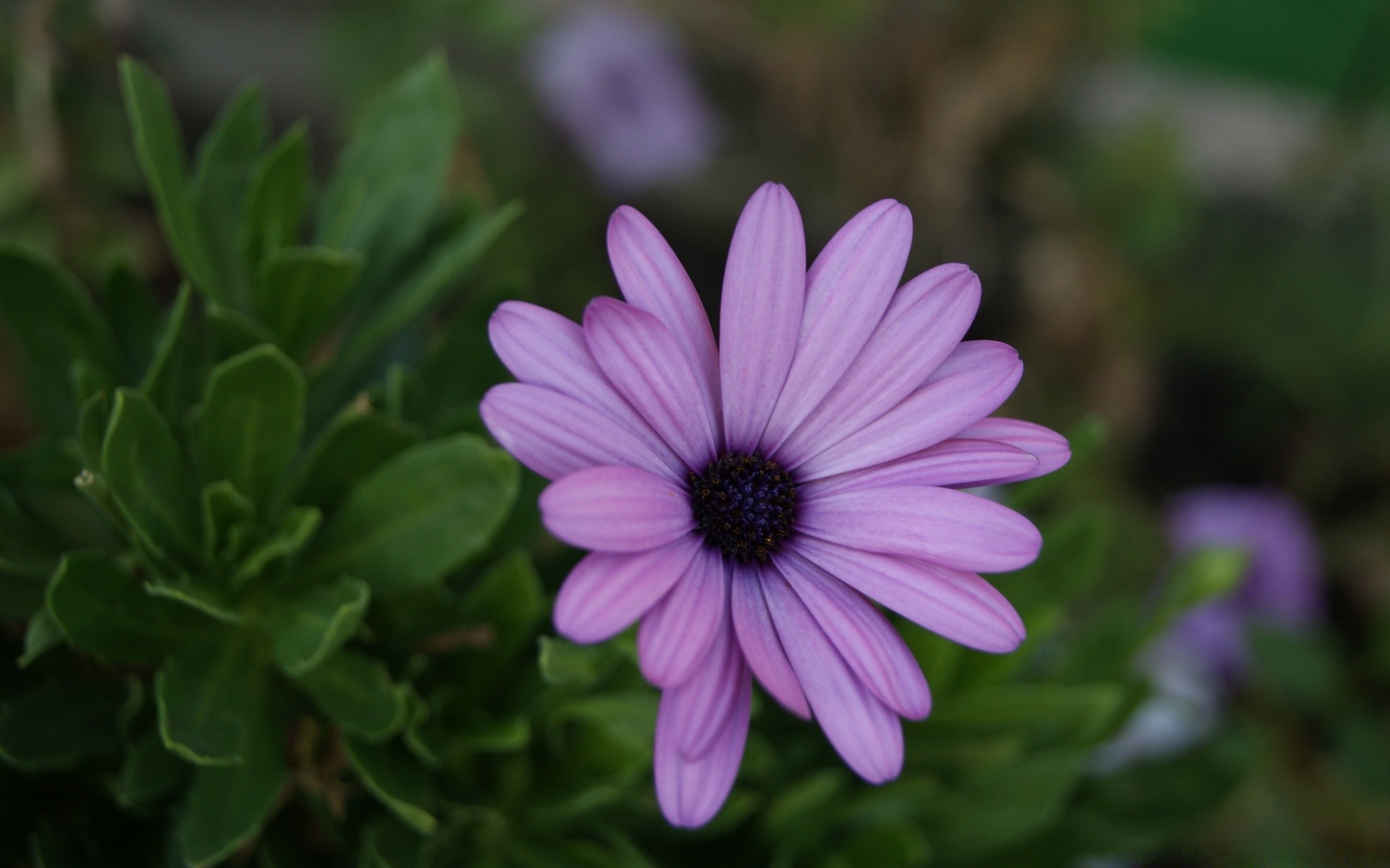 çiçekler çiçek flora doğa bahçe yaz çiçek açan petal yaprak yakın çekim çiçek renk güzel parlak botanik