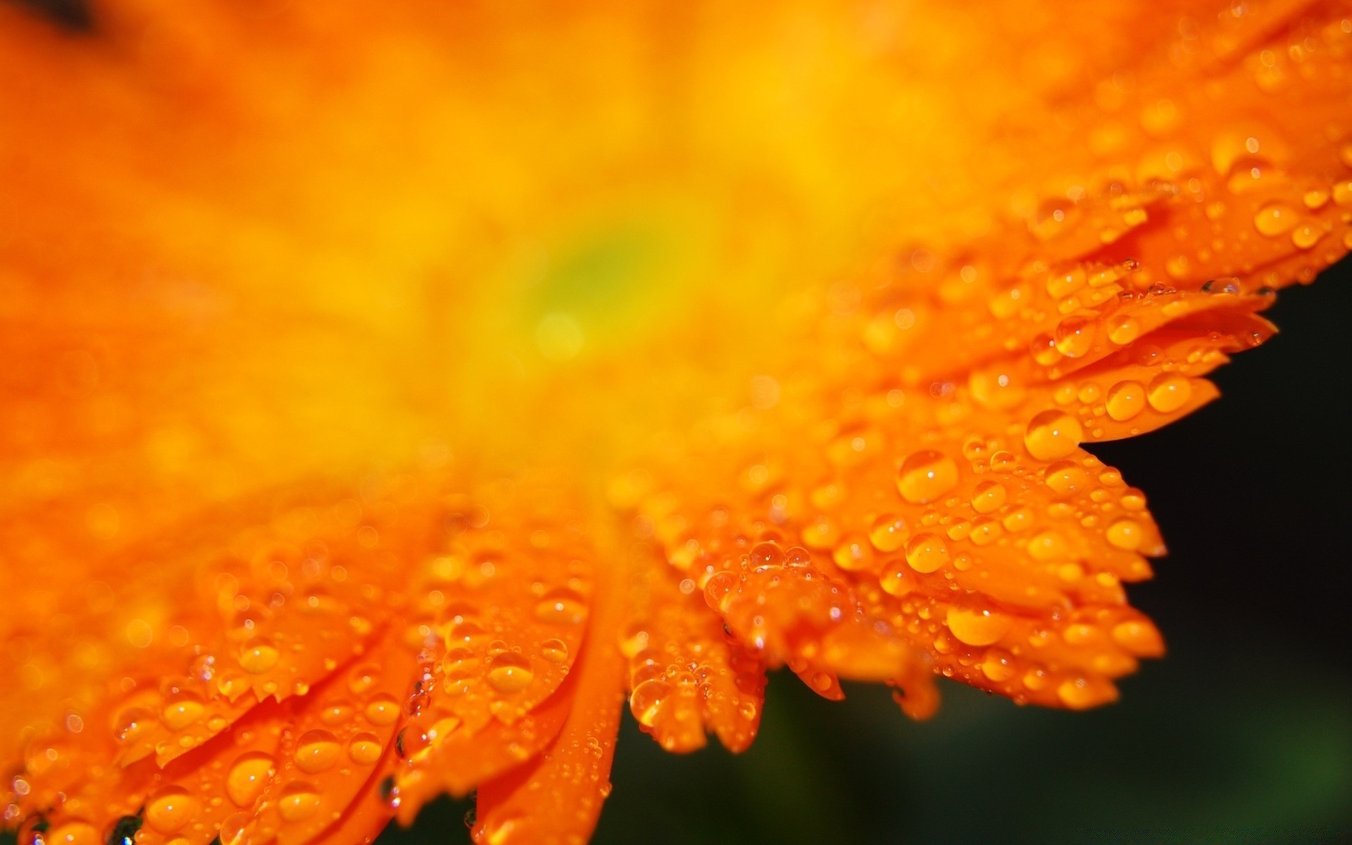 flowers nature bright flower flora summer color dew blur leaf close-up outdoors rain growth vibrant