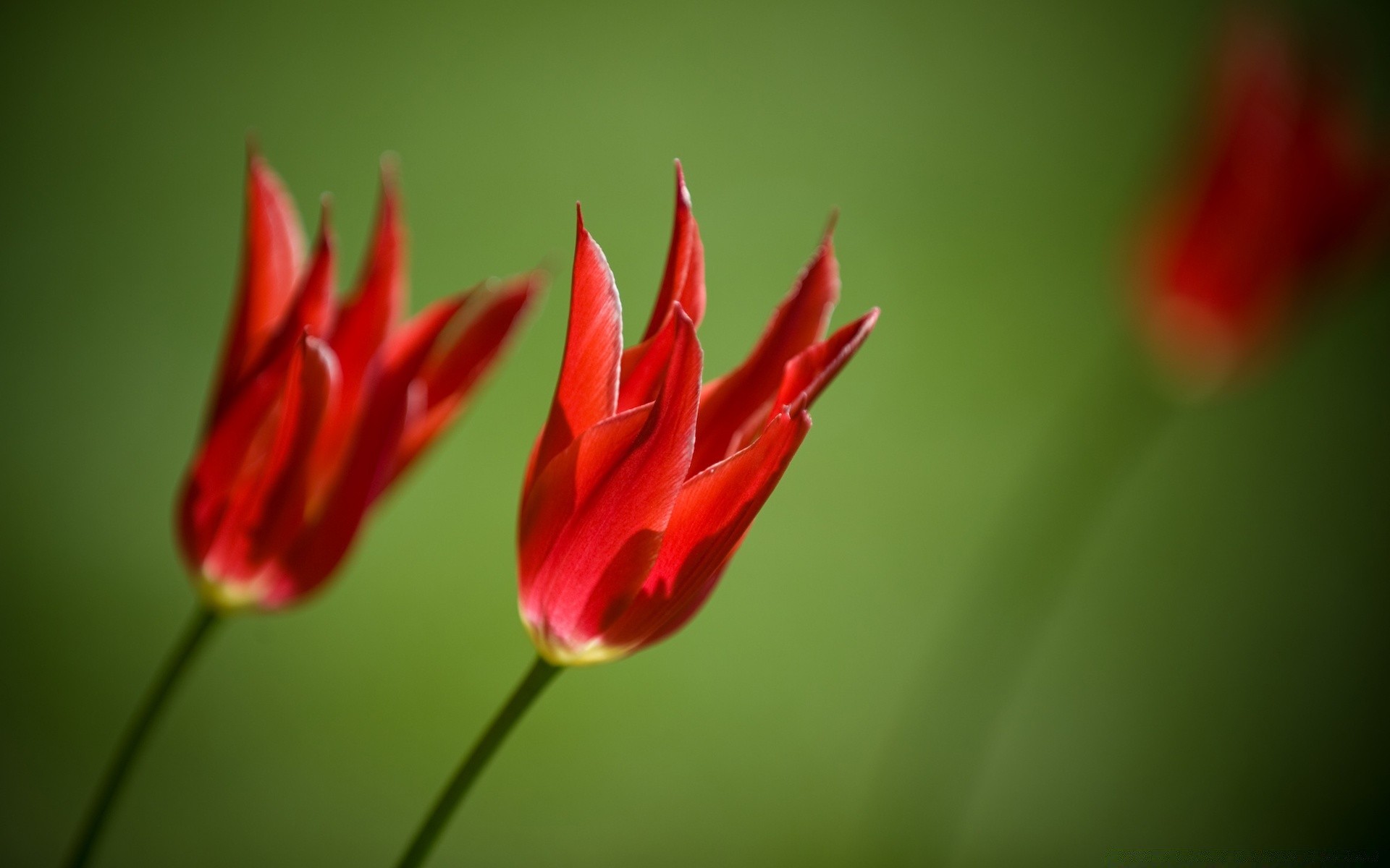 fleurs nature flore fleur tulipe feuille lumineux été jardin couleur croissance