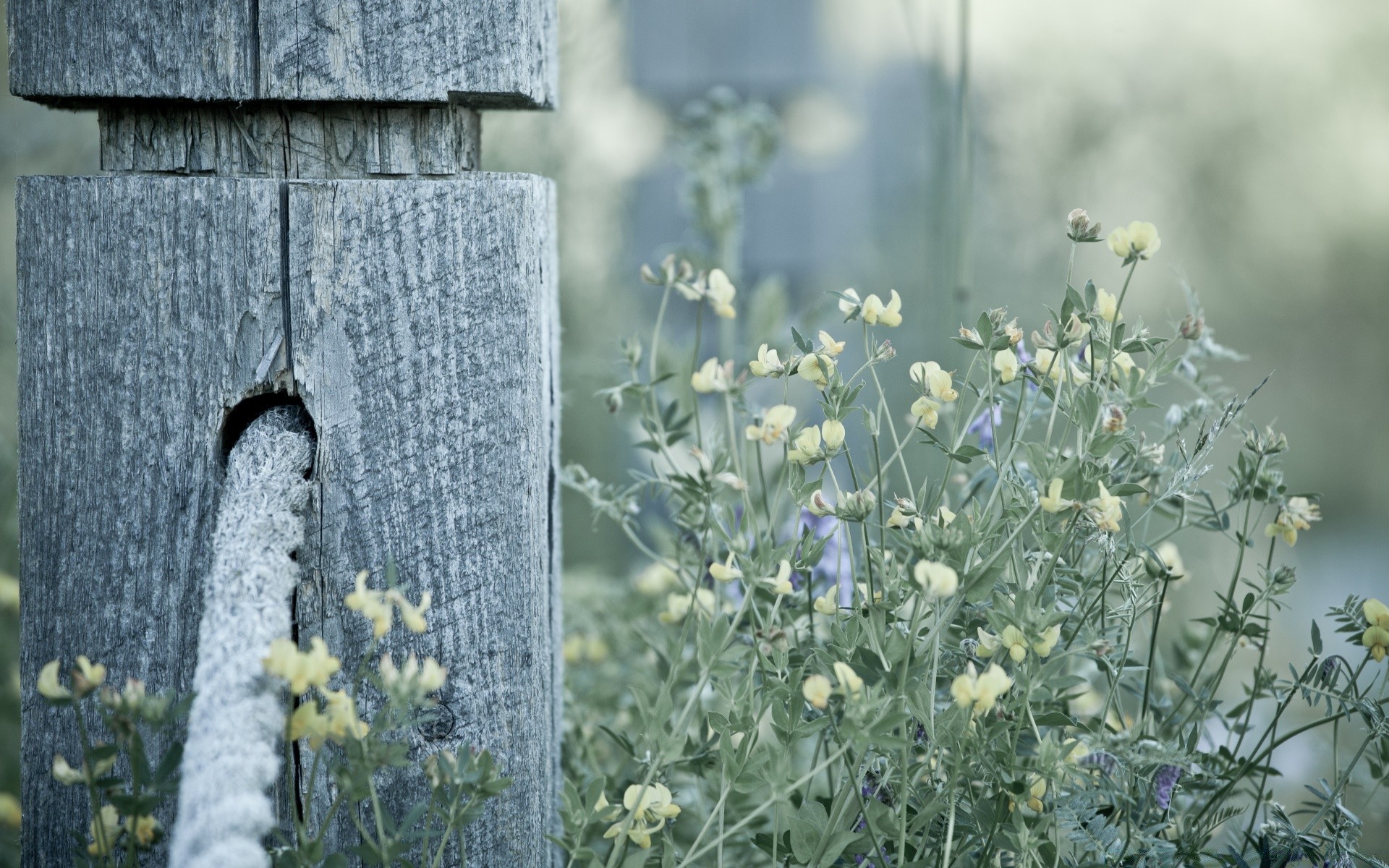 flowers nature flower outdoors summer flora leaf grass color season garden bright