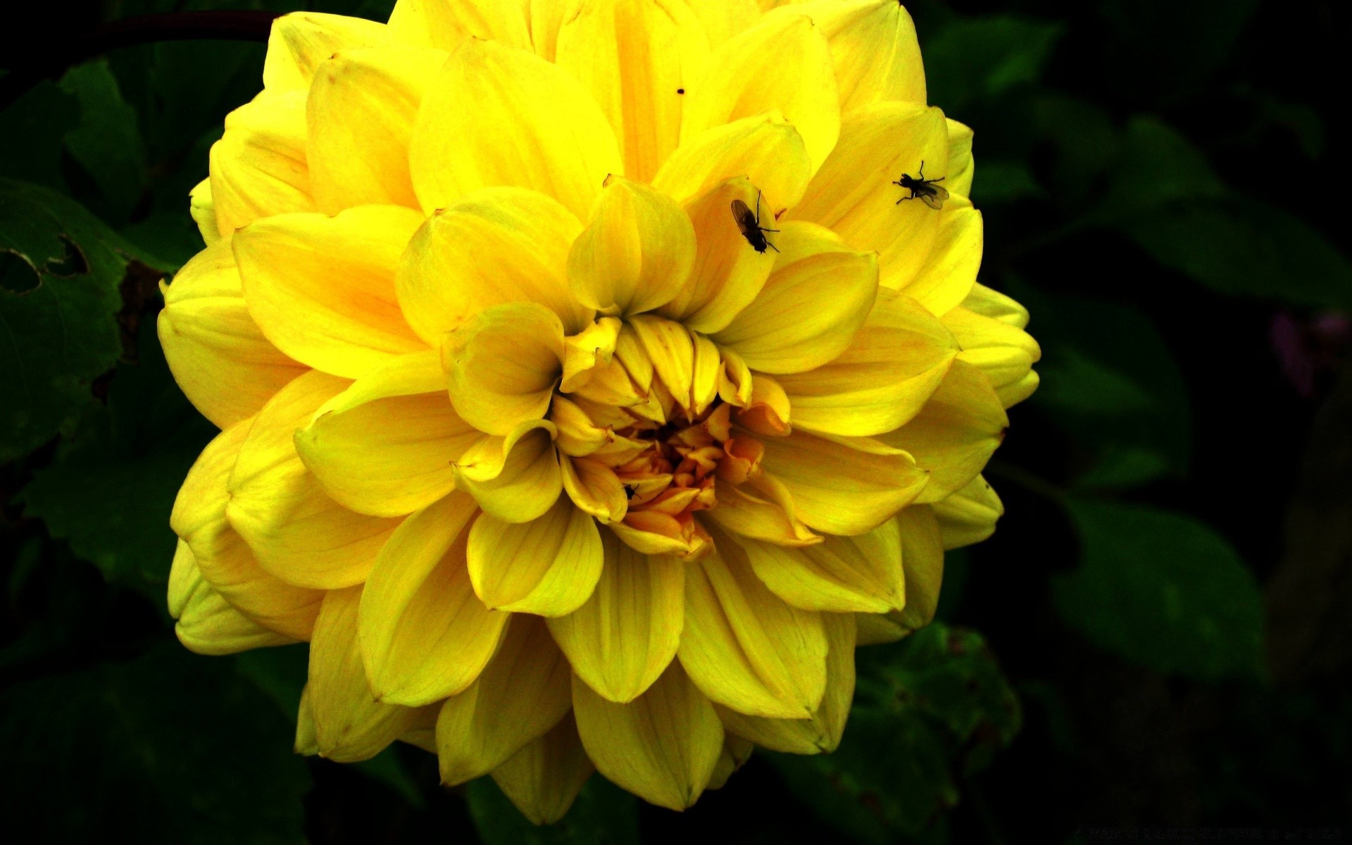 fleurs fleur nature flore été feuille jardin couleur pétale dahlia bluming floral lumineux croissance belle gros plan saison