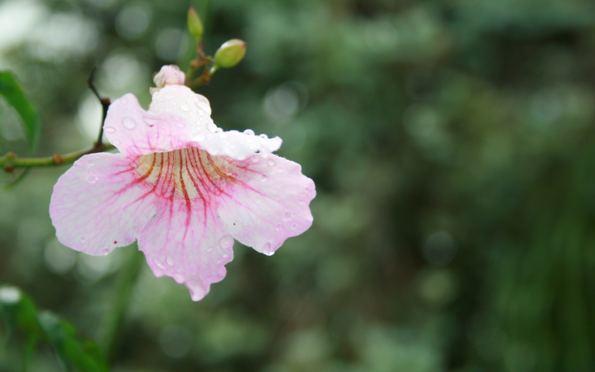 flowers nature flower leaf summer flora outdoors garden bright close-up