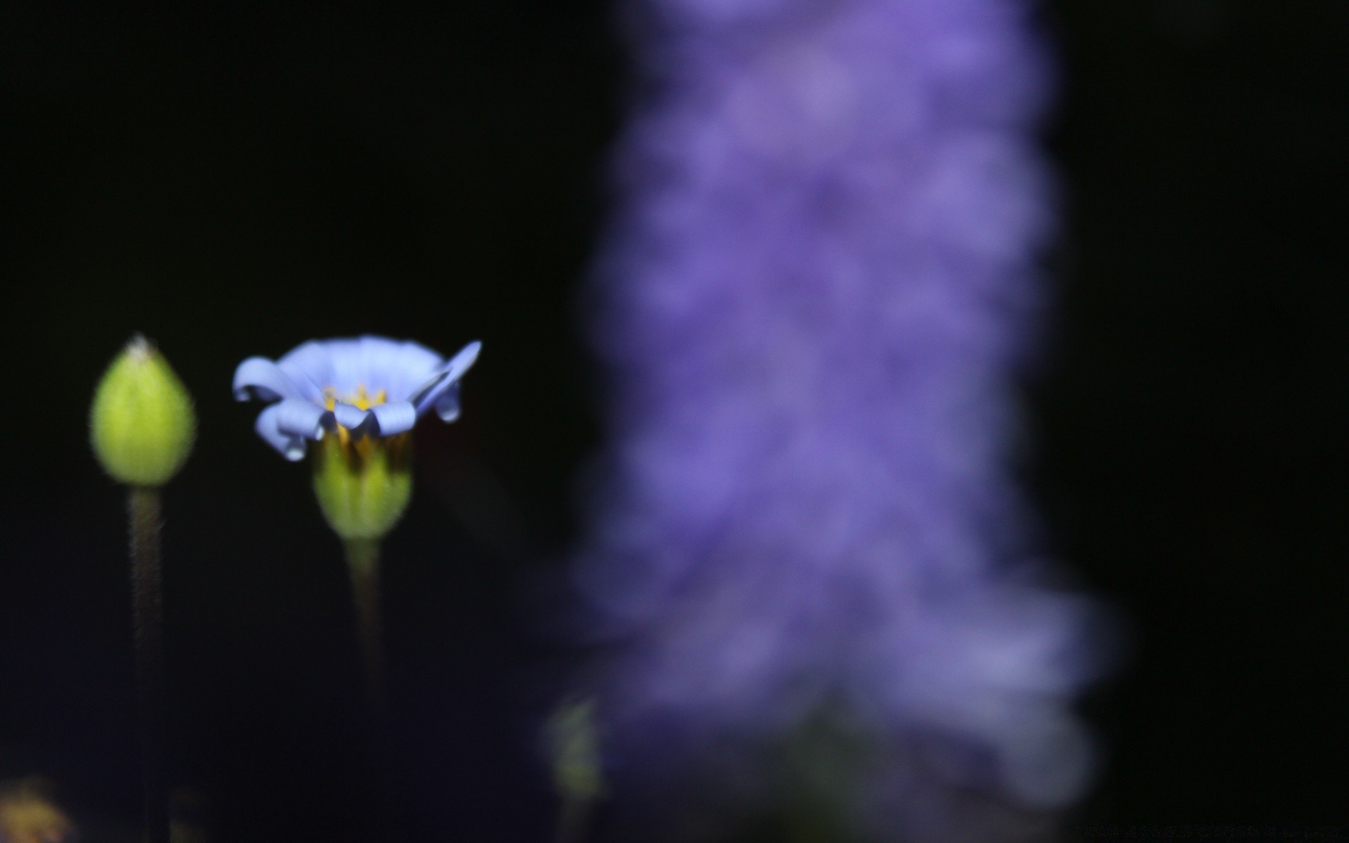 flowers flower nature blur outdoors leaf flora delicate summer growth bright