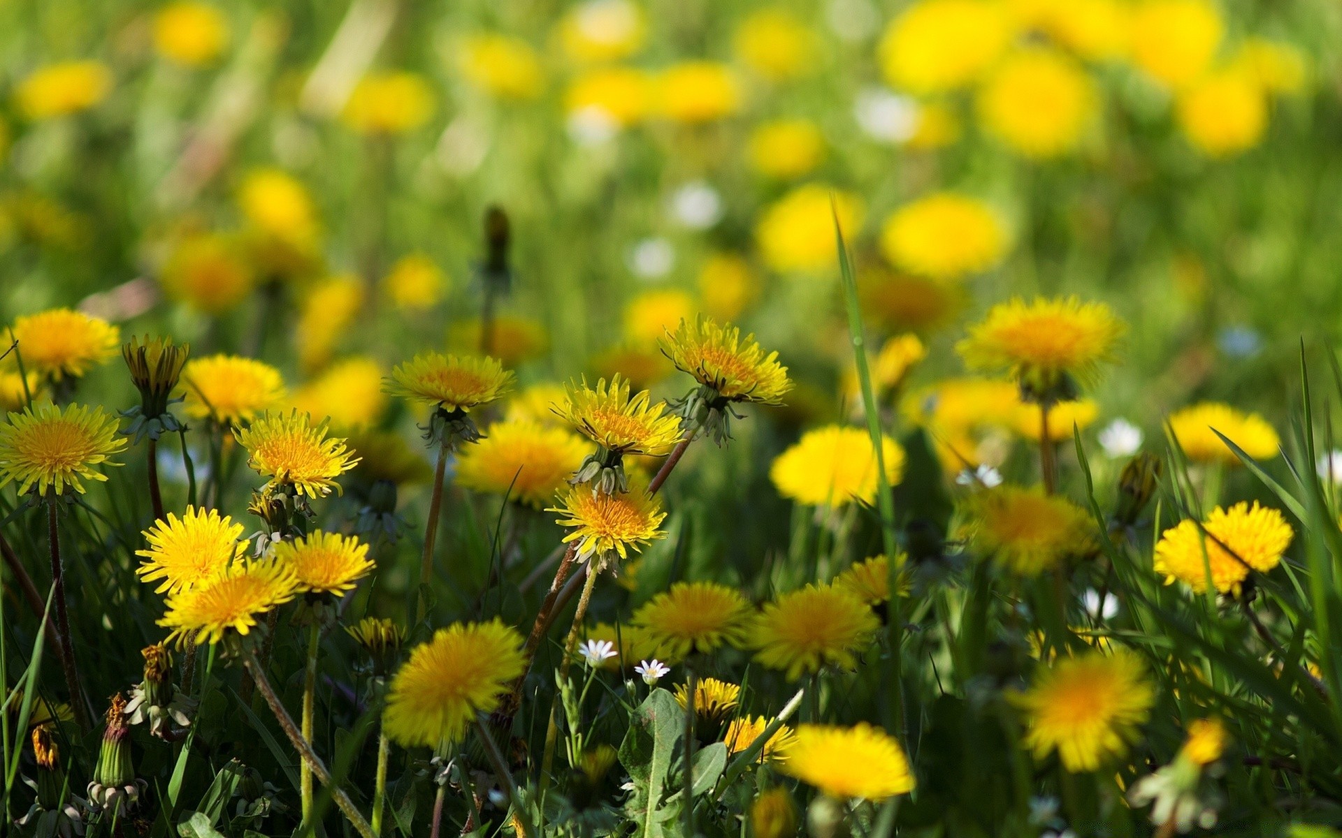 blumen natur blume feld flora sommer gras heu blumen des ländlichen löwenzahn blühen hell garten blatt jahreszeit gutes wetter im freien sonne farbe