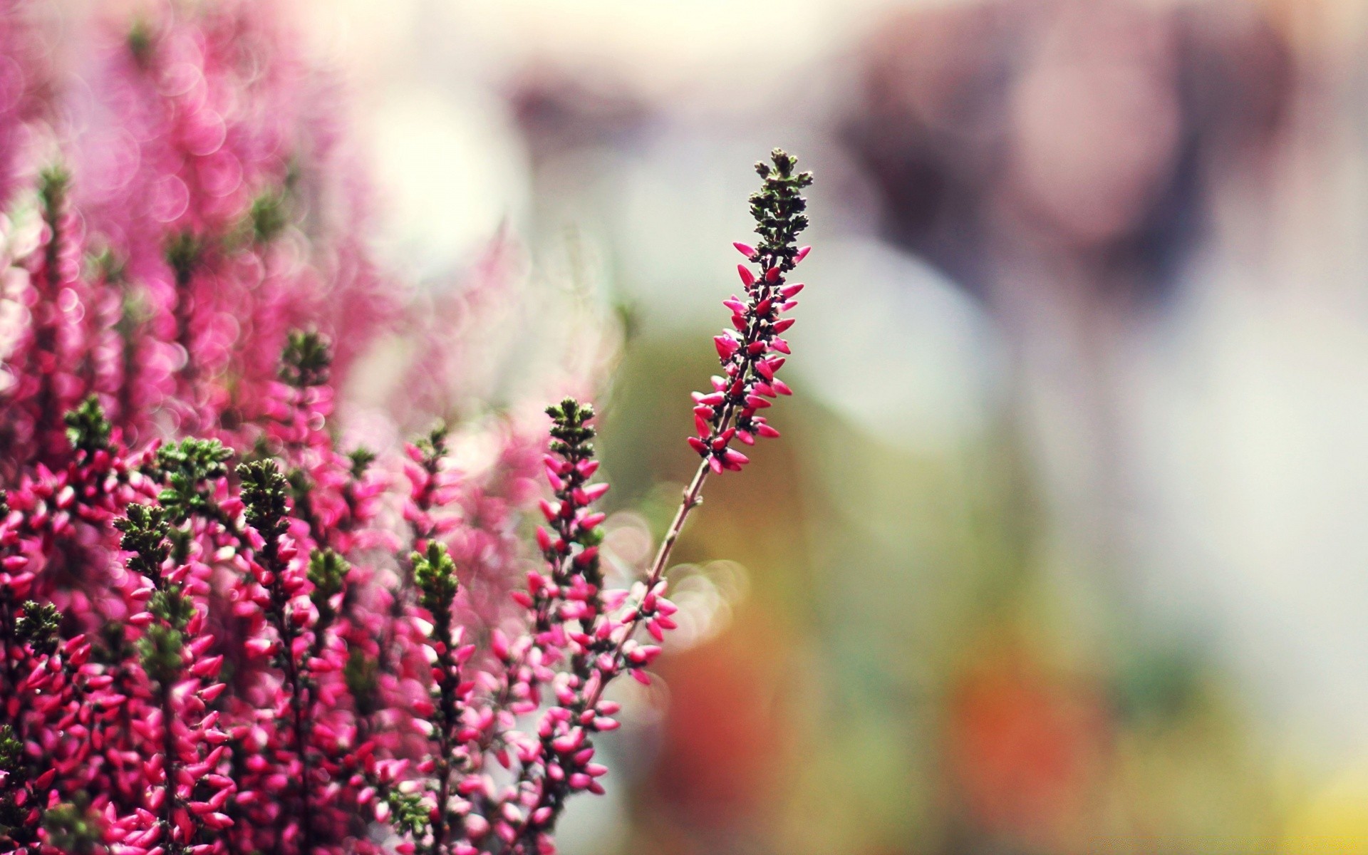 blumen natur blume sommer flora garten hell blühen blatt wachstum im freien blumen unschärfe blütenblatt