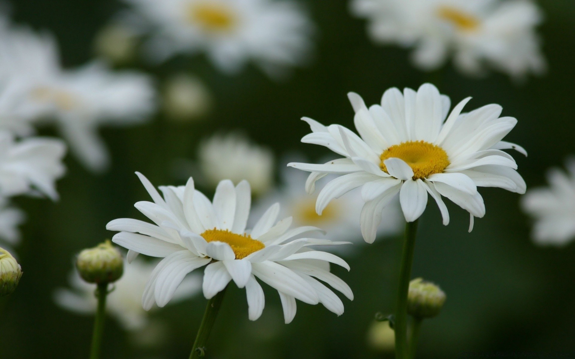 flowers nature flower flora summer garden chamomile leaf growth floral bright petal season blooming fair weather field color outdoors close-up hayfield