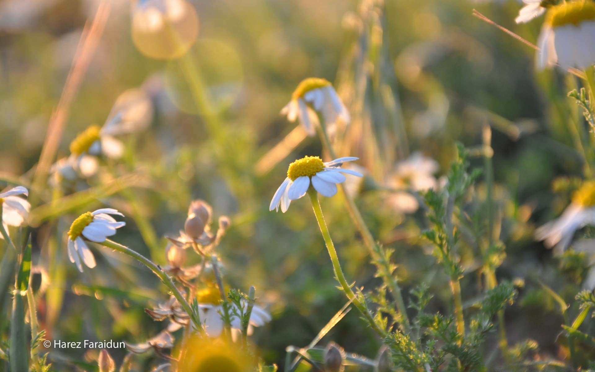 kwiaty natura lato flora na zewnątrz kwiat trawa liść dobra pogoda wzrost pole wiejski ogród zbliżenie słońce dziki środowisko jasny sianokosy