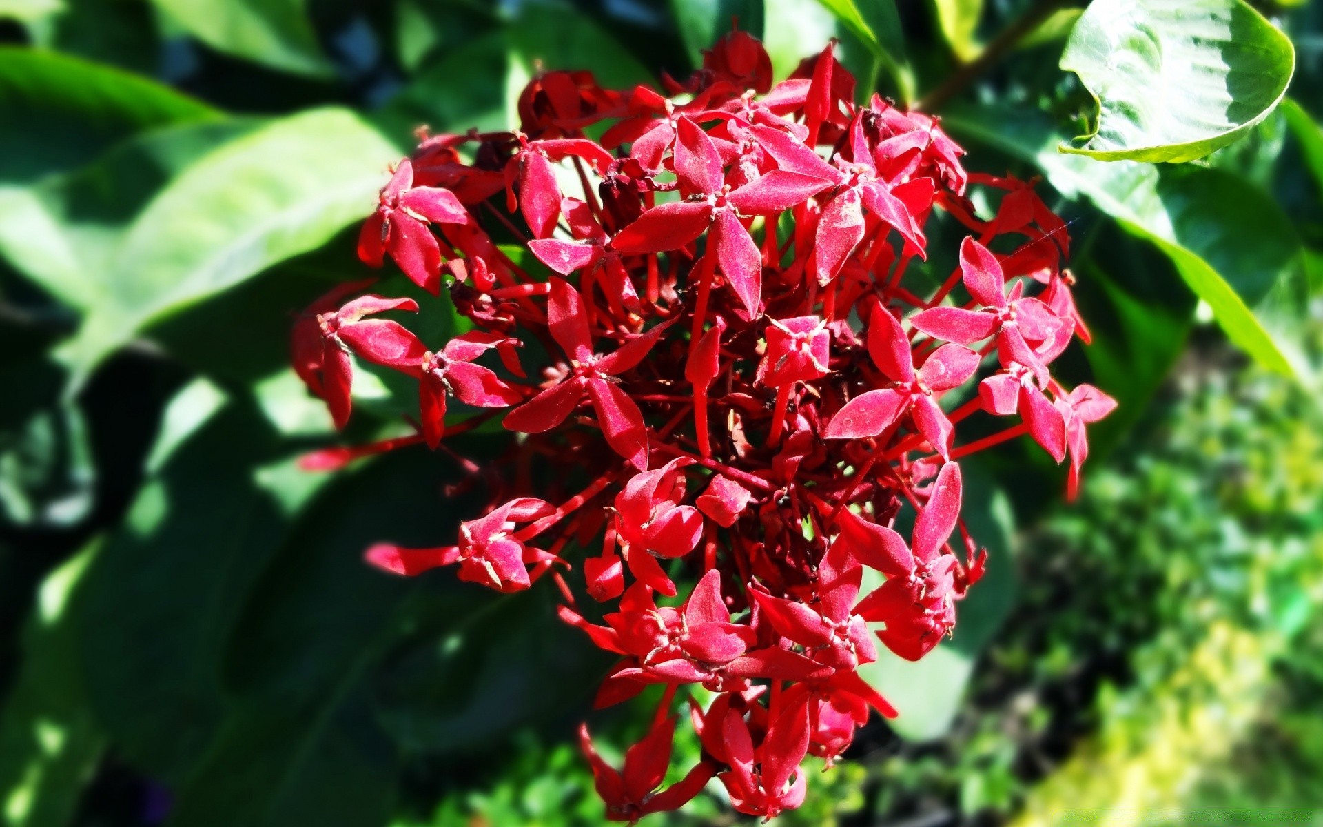 çiçekler doğa flora bahçe yaprak çiçek yaz çiçek açan çiçek çalı taçyaprağı sezon açık havada renk yakın çekim büyüme parlak ağaç tropikal botanik